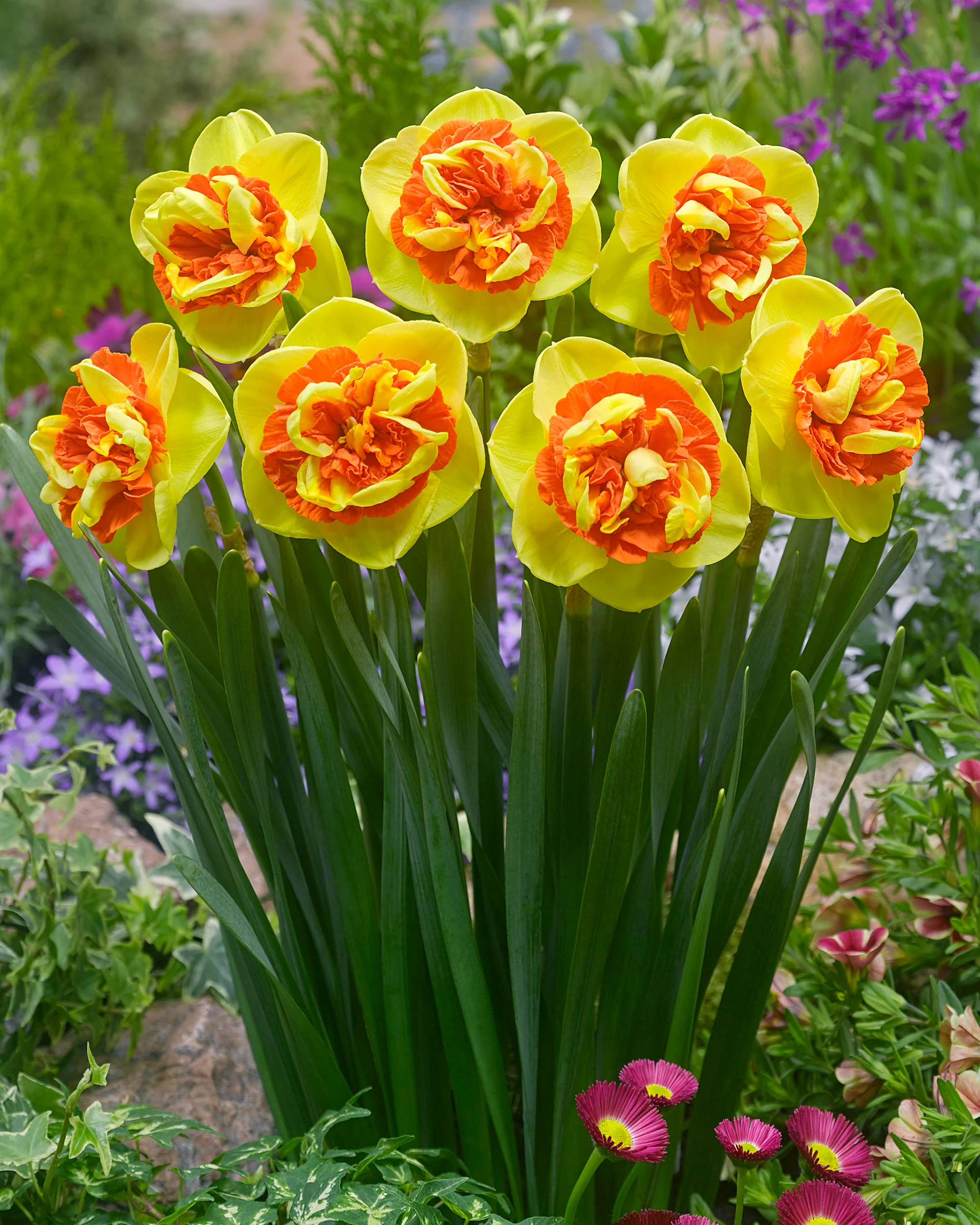 Narcissus 'Kiwi Sunset' - Image 3