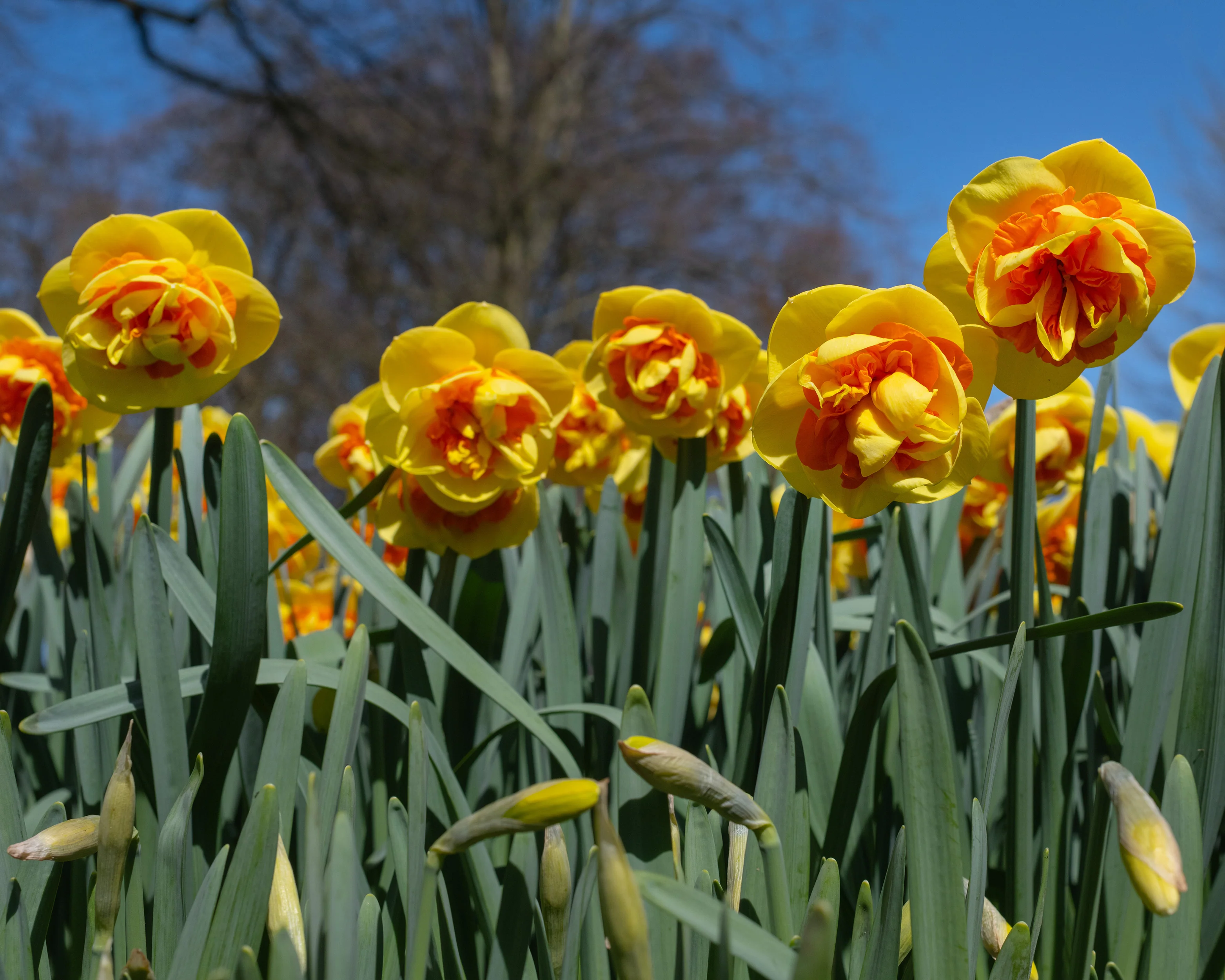 Narcissus 'Kiwi Sunset' - Image 4