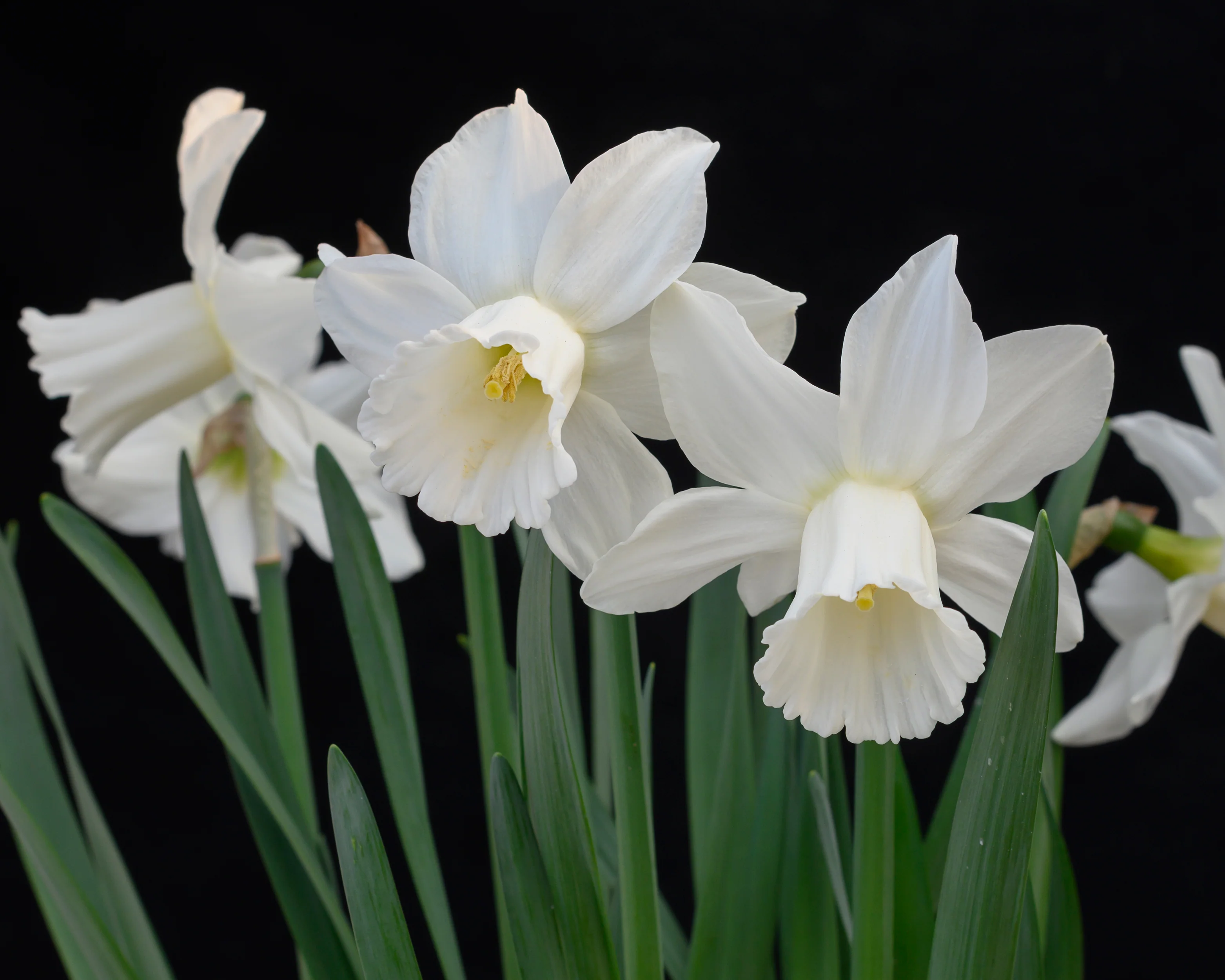 Narcissus 'Lady Madonna' - Image 5