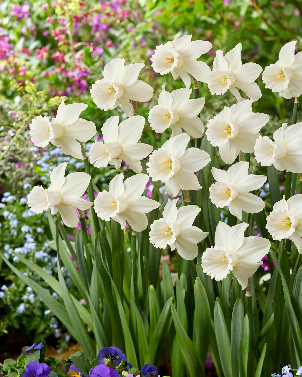 Narcissus 'Lady Madonna' - Image 6