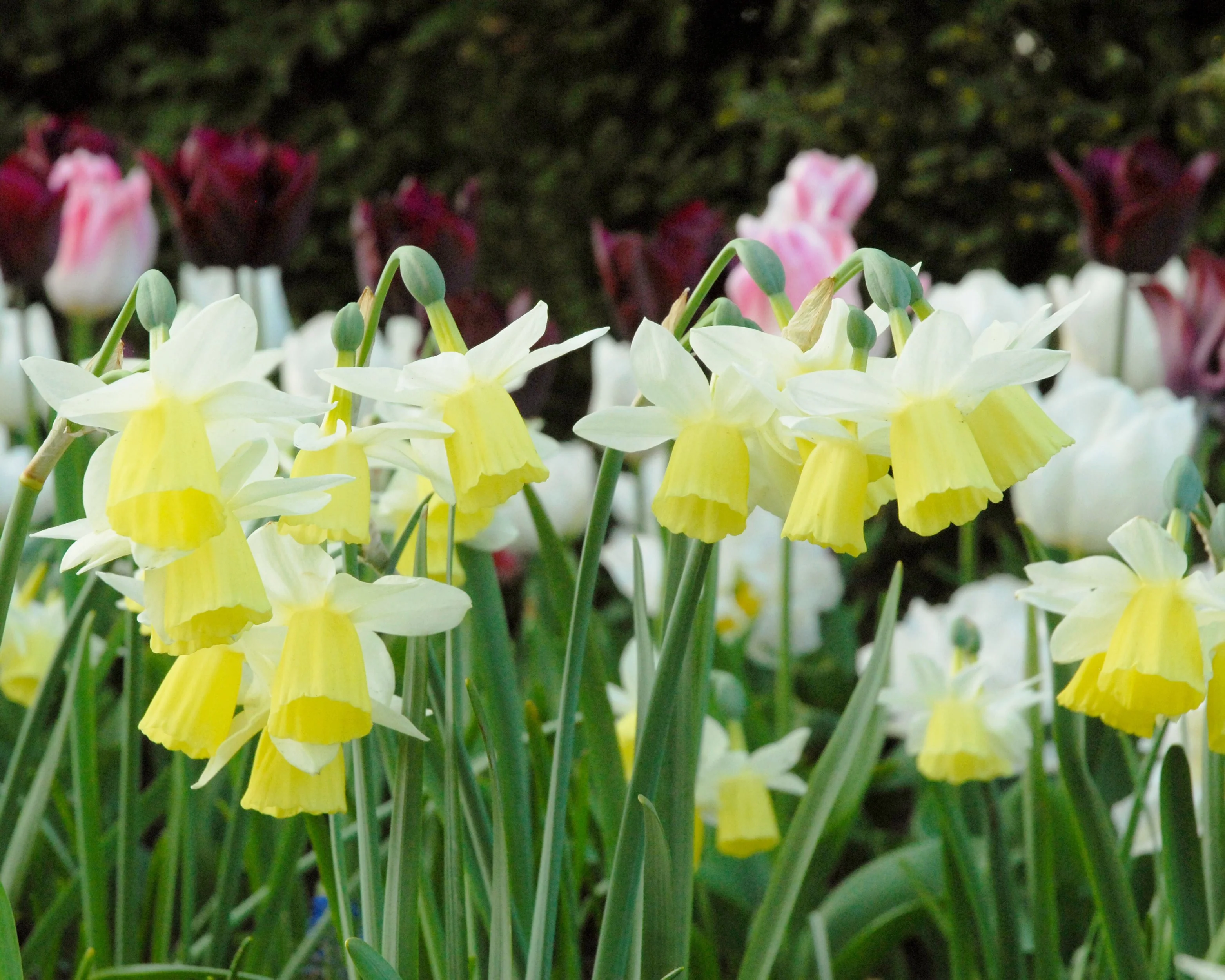 Narcissus 'Lemon Drops' - Image 3
