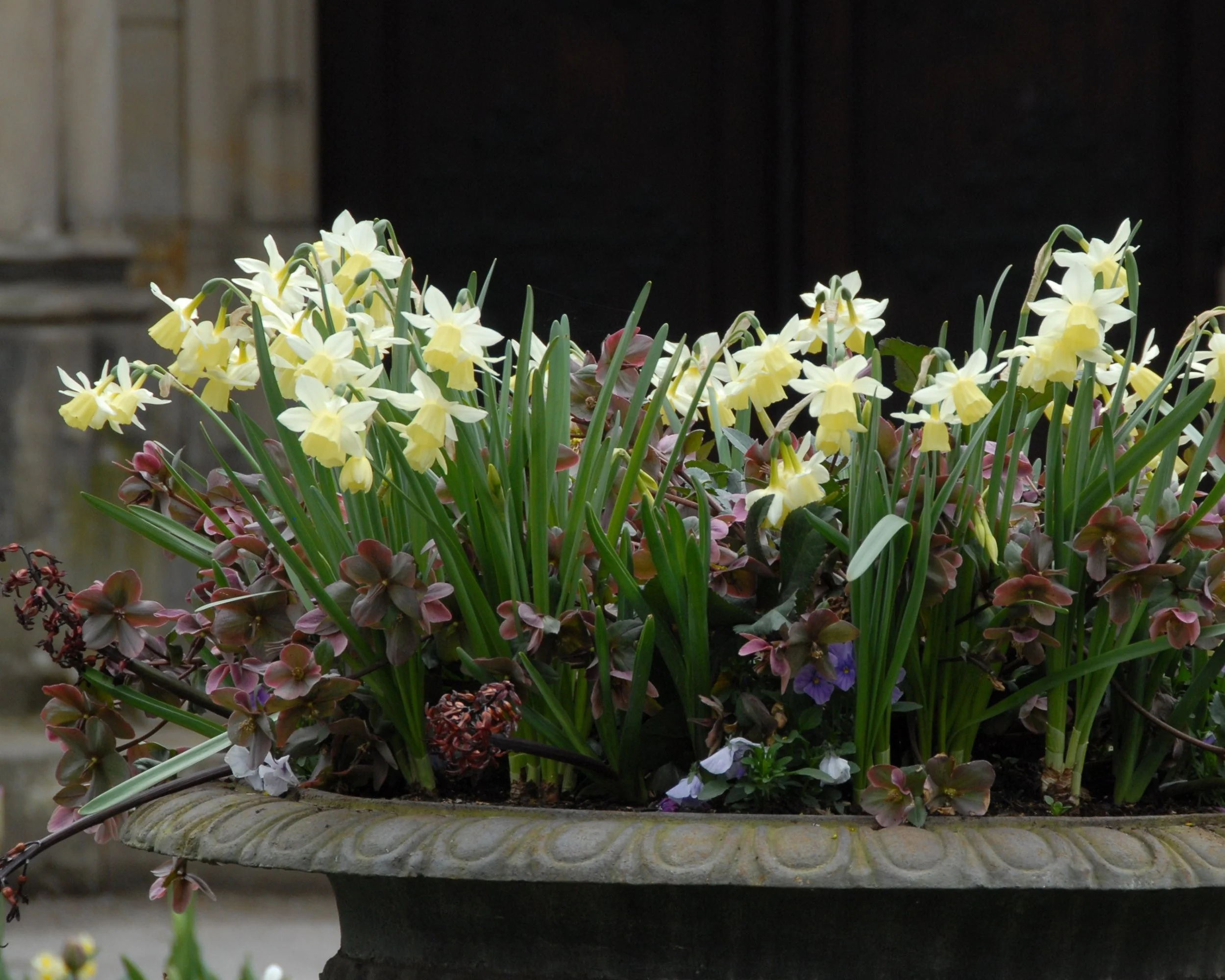 Narcissus 'Lemon Drops' - Image 6