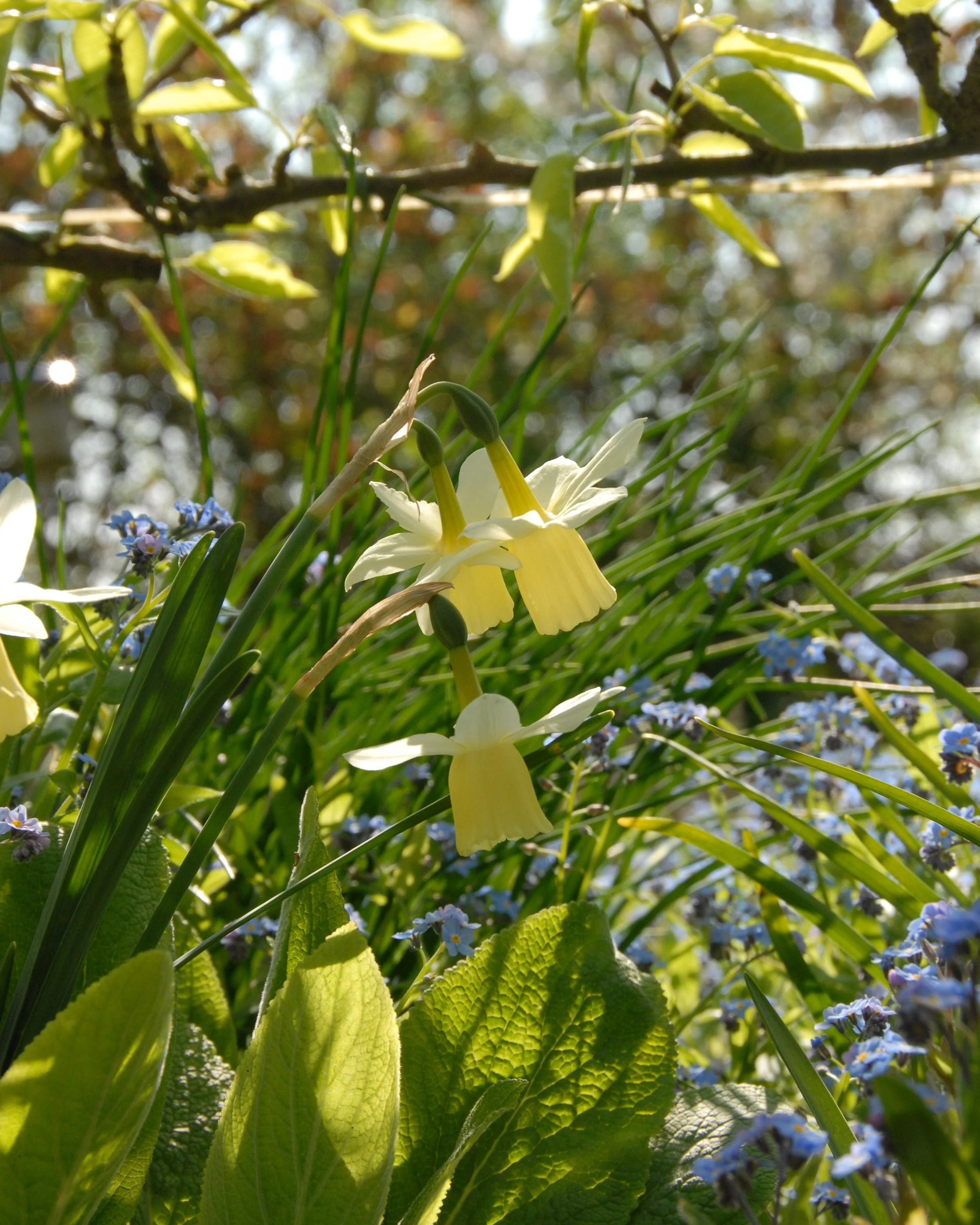 Narcissus 'Lemon Drops' - Image 7
