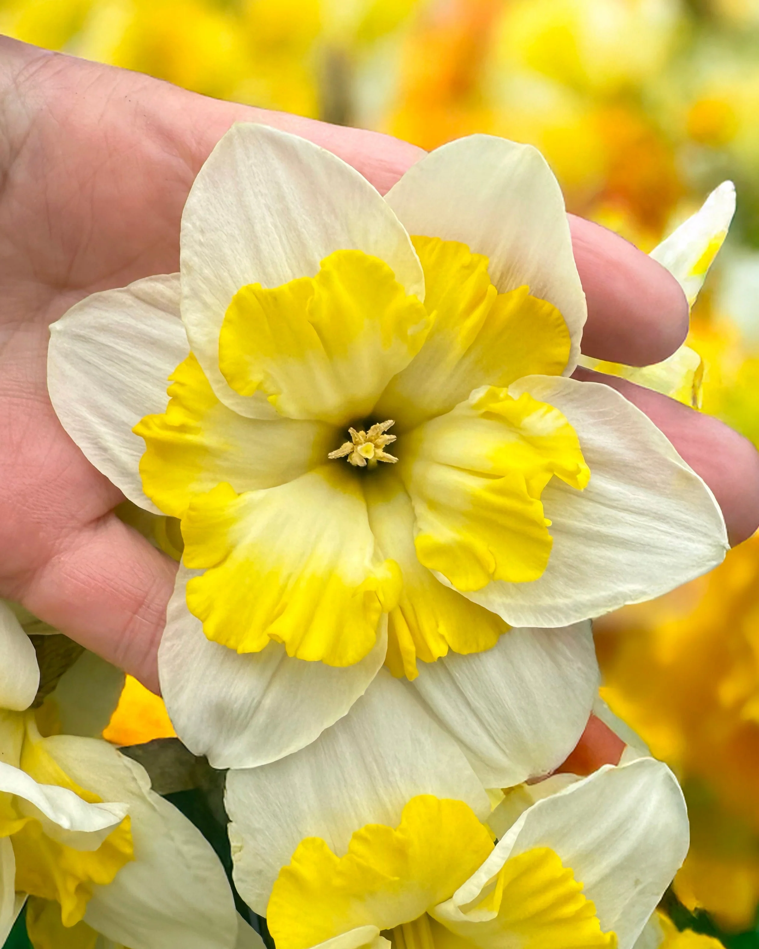 Narcissus 'Lemon Taffeta' - Image 2