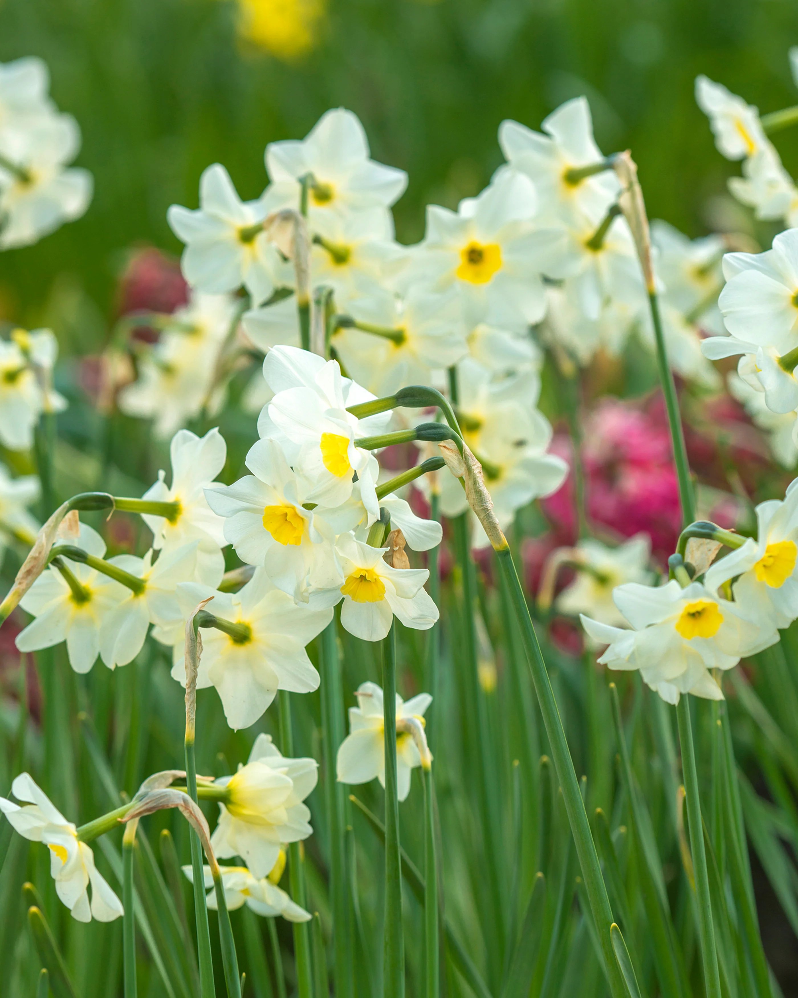 Narcissus 'Lieke' - Image 12