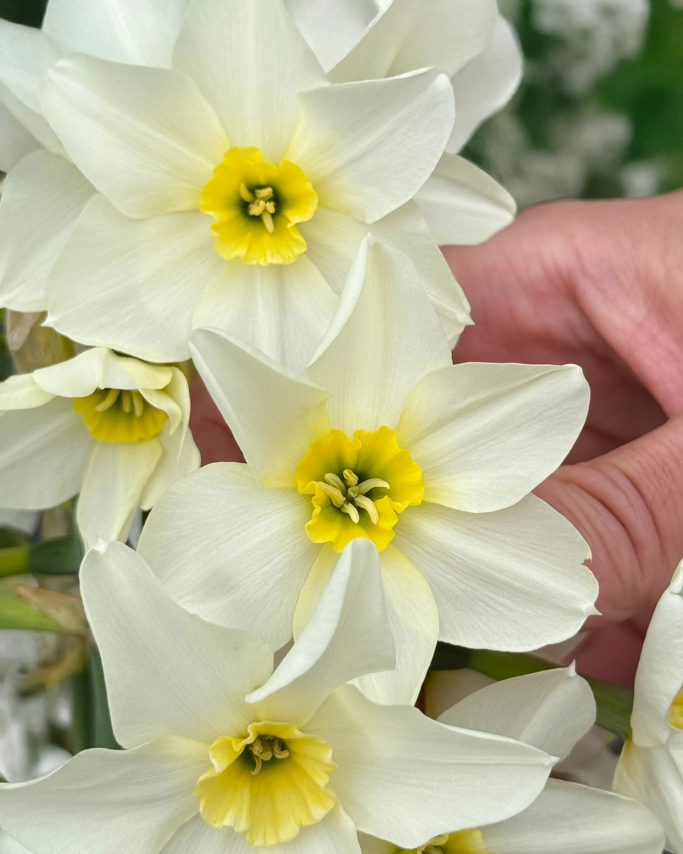 Narcissus 'Lieke' - Image 4