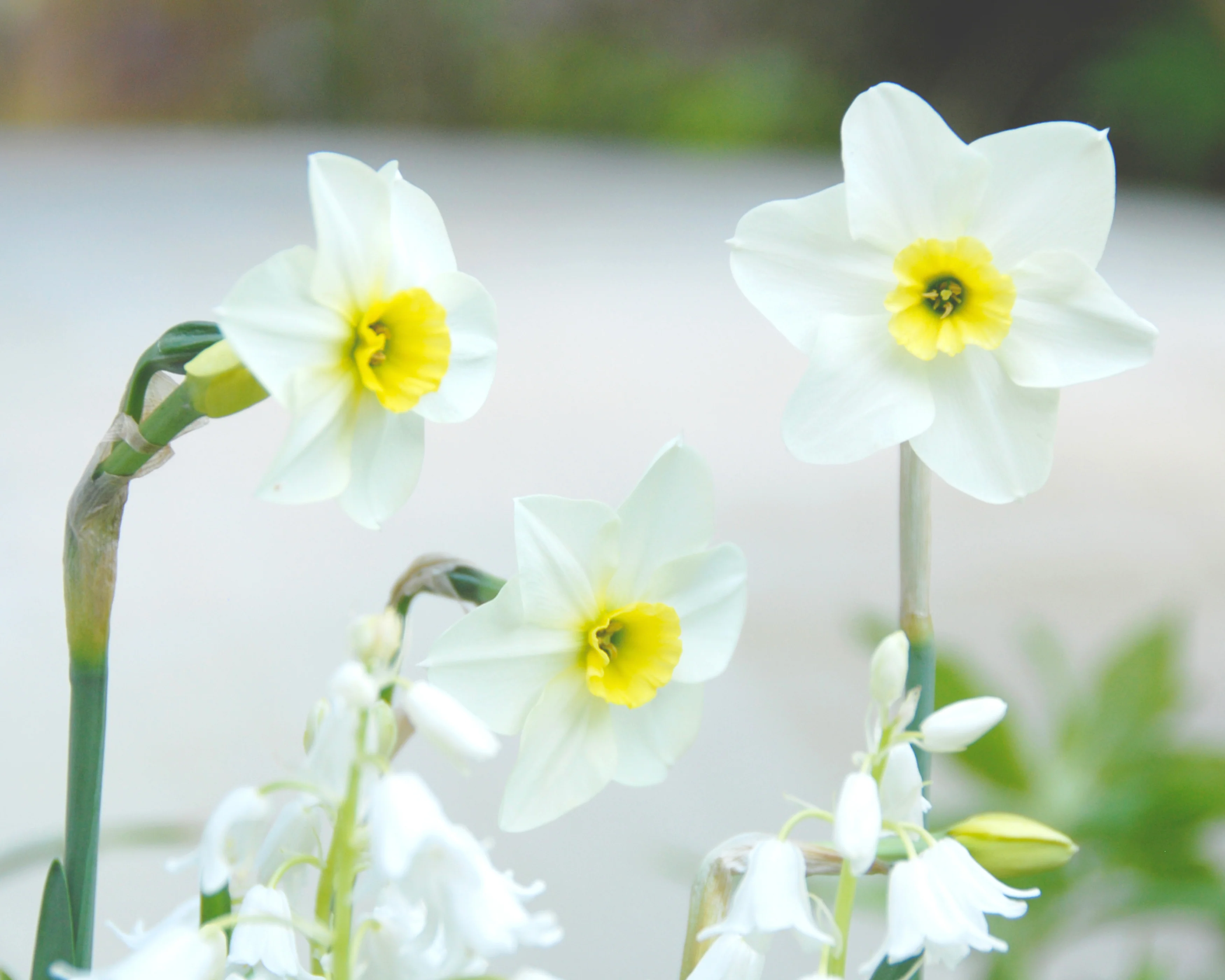 Narcissus 'Lieke' - Image 5