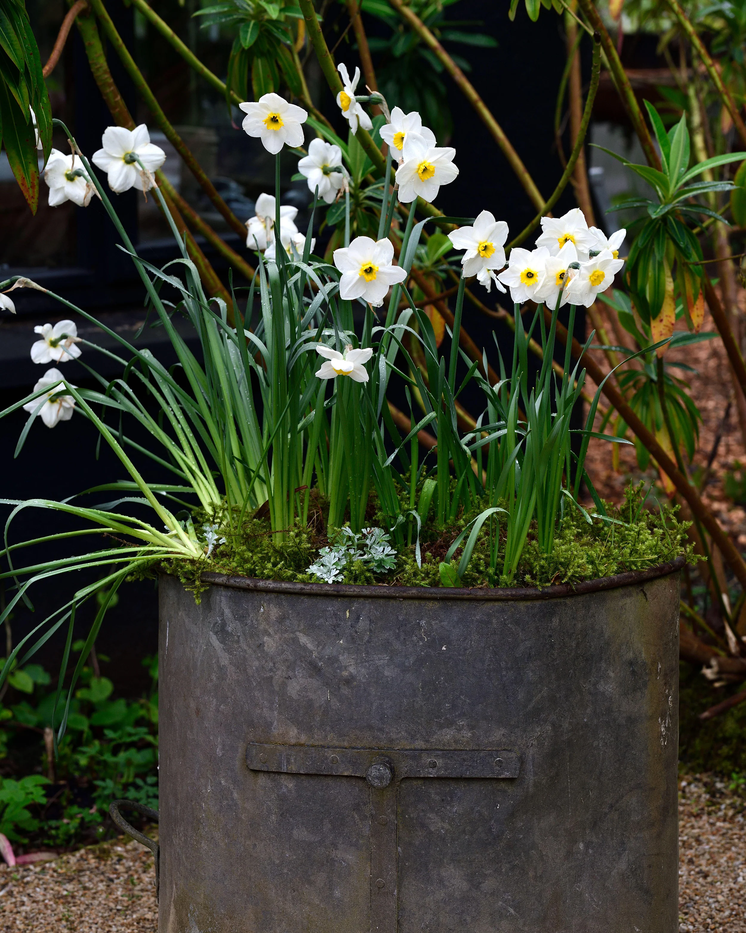 Narcissus 'Lieke' - Image 6