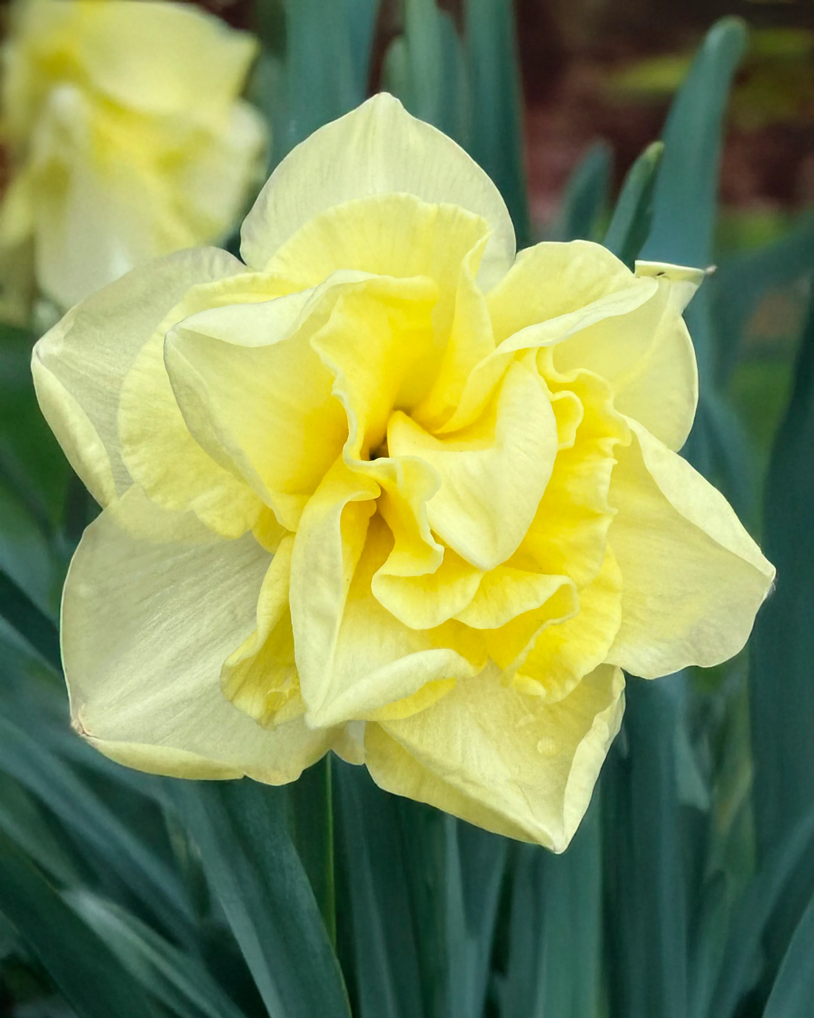 Narcissus 'Little Kiwi' - Image 2