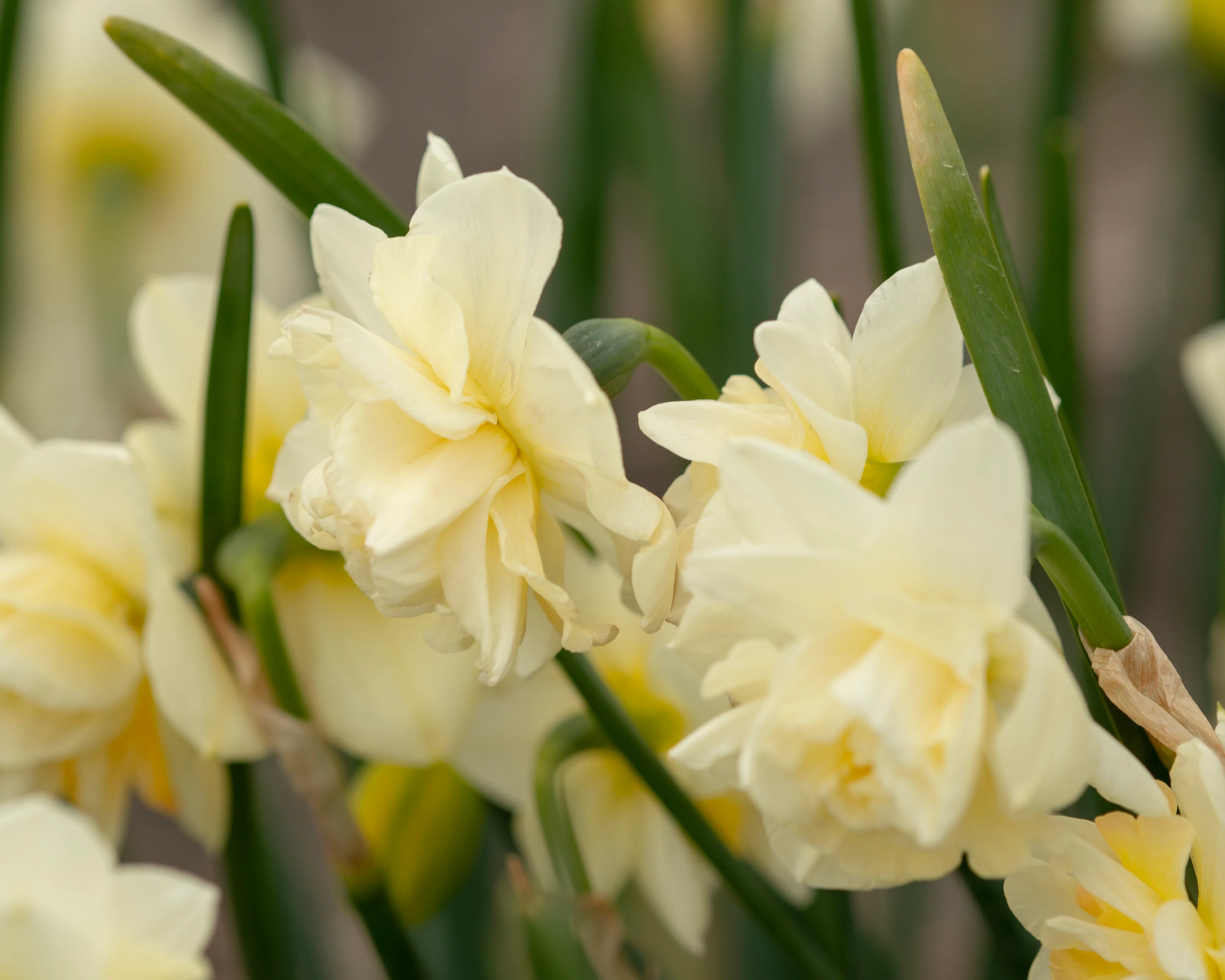 Narcissus 'Little Kiwi' - Image 5