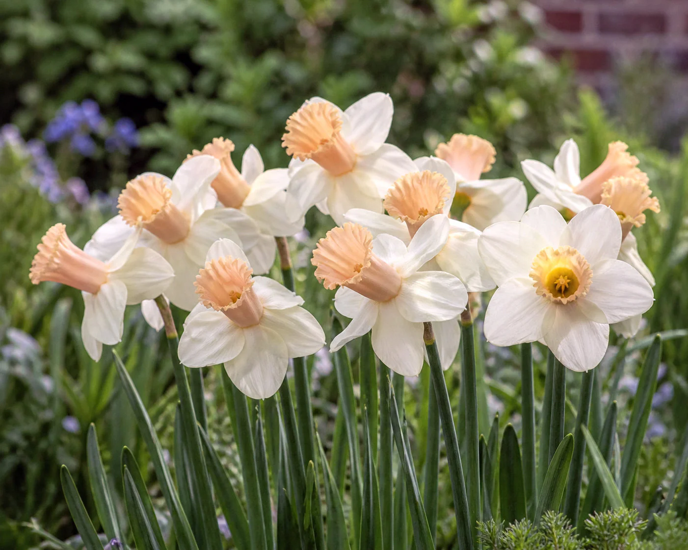 Narcissus 'Llanfair' - Image 2
