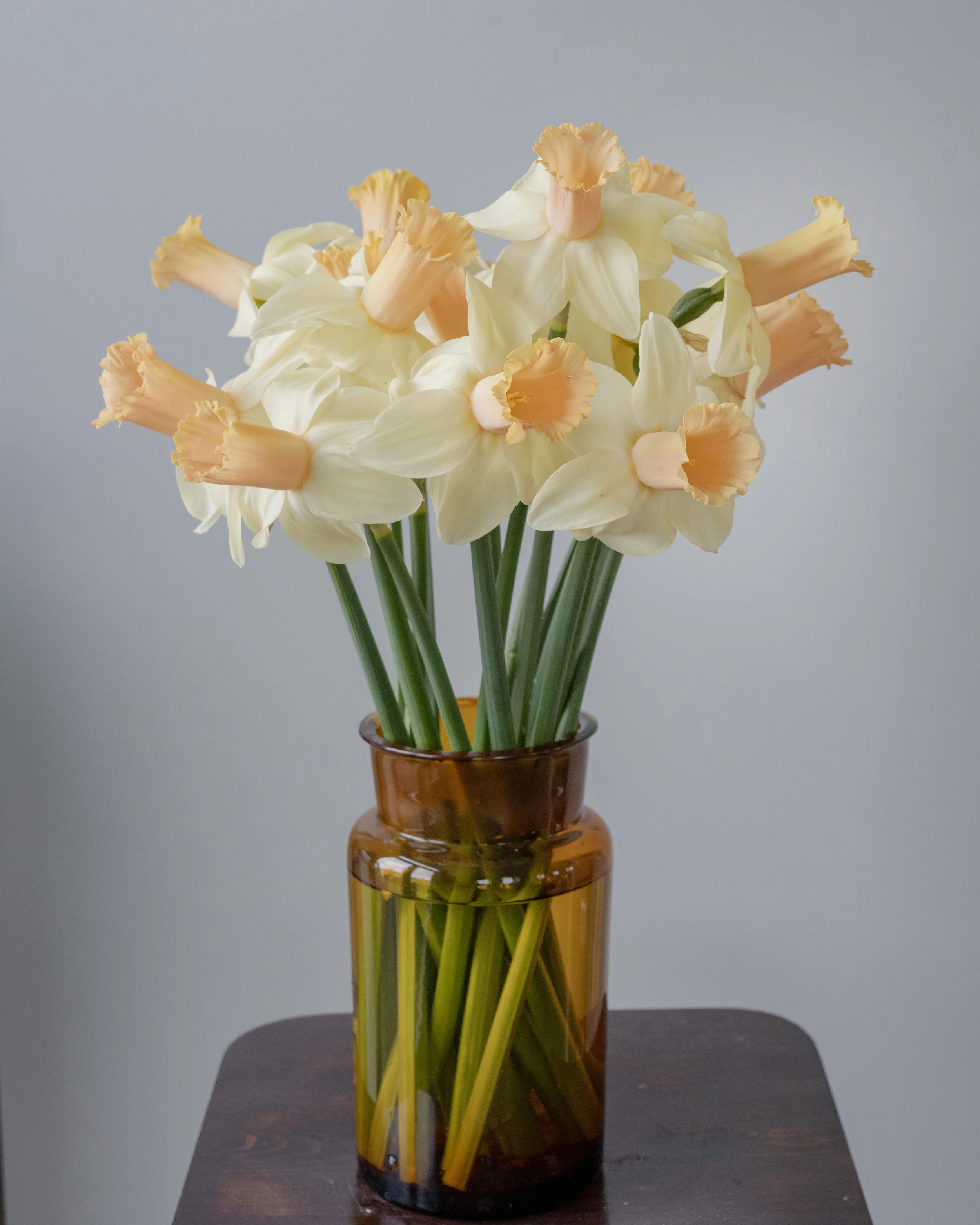 Narcissus 'Llanfair' - Image 5