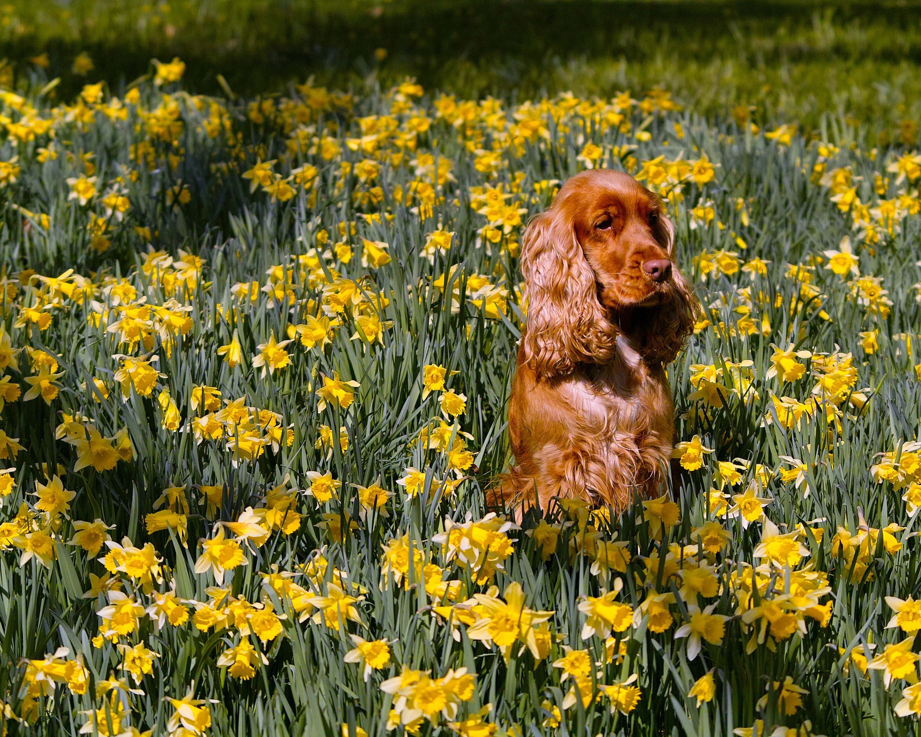 Narcissus lobularis - Image 4