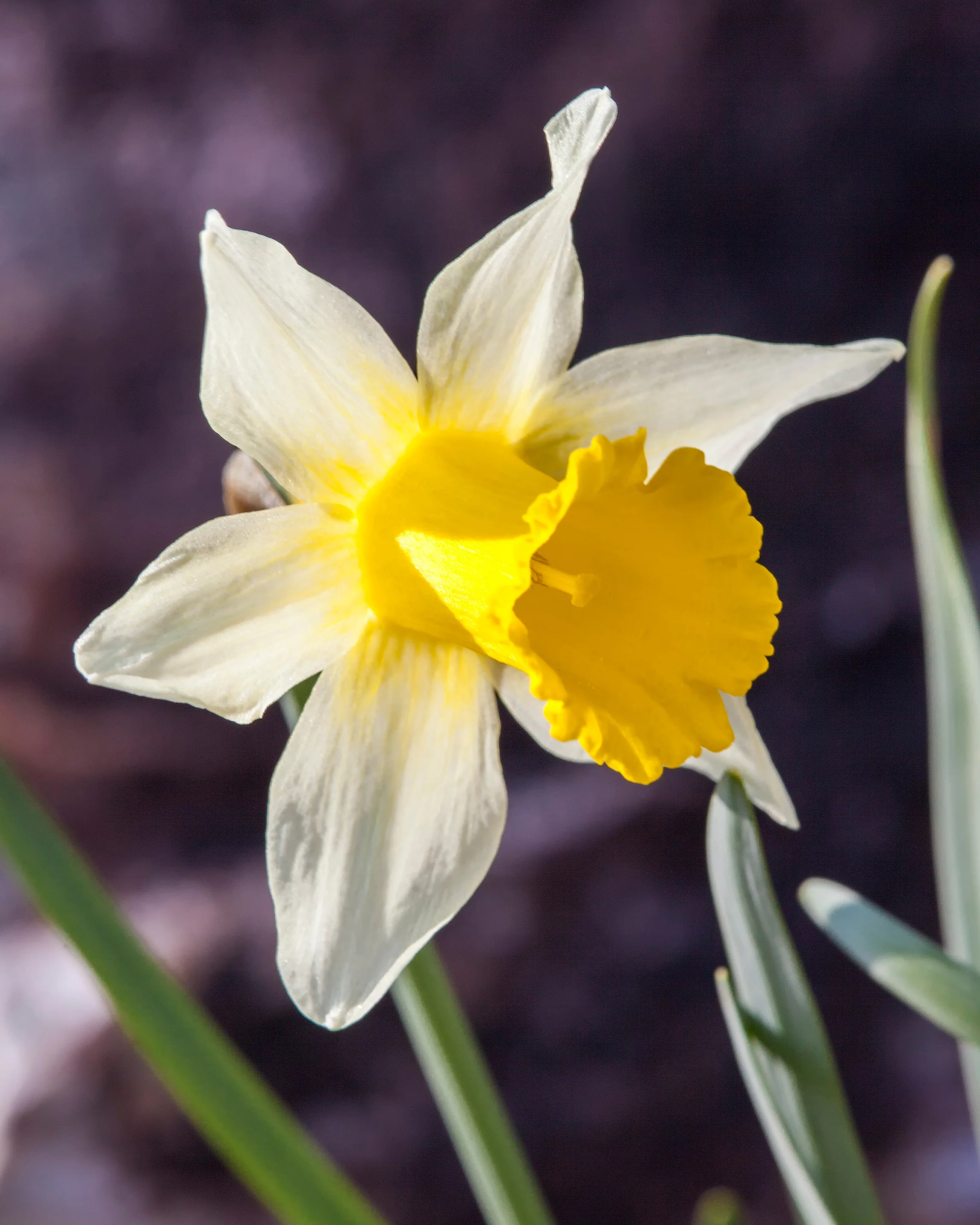 Narcissus lobularis - Image 5