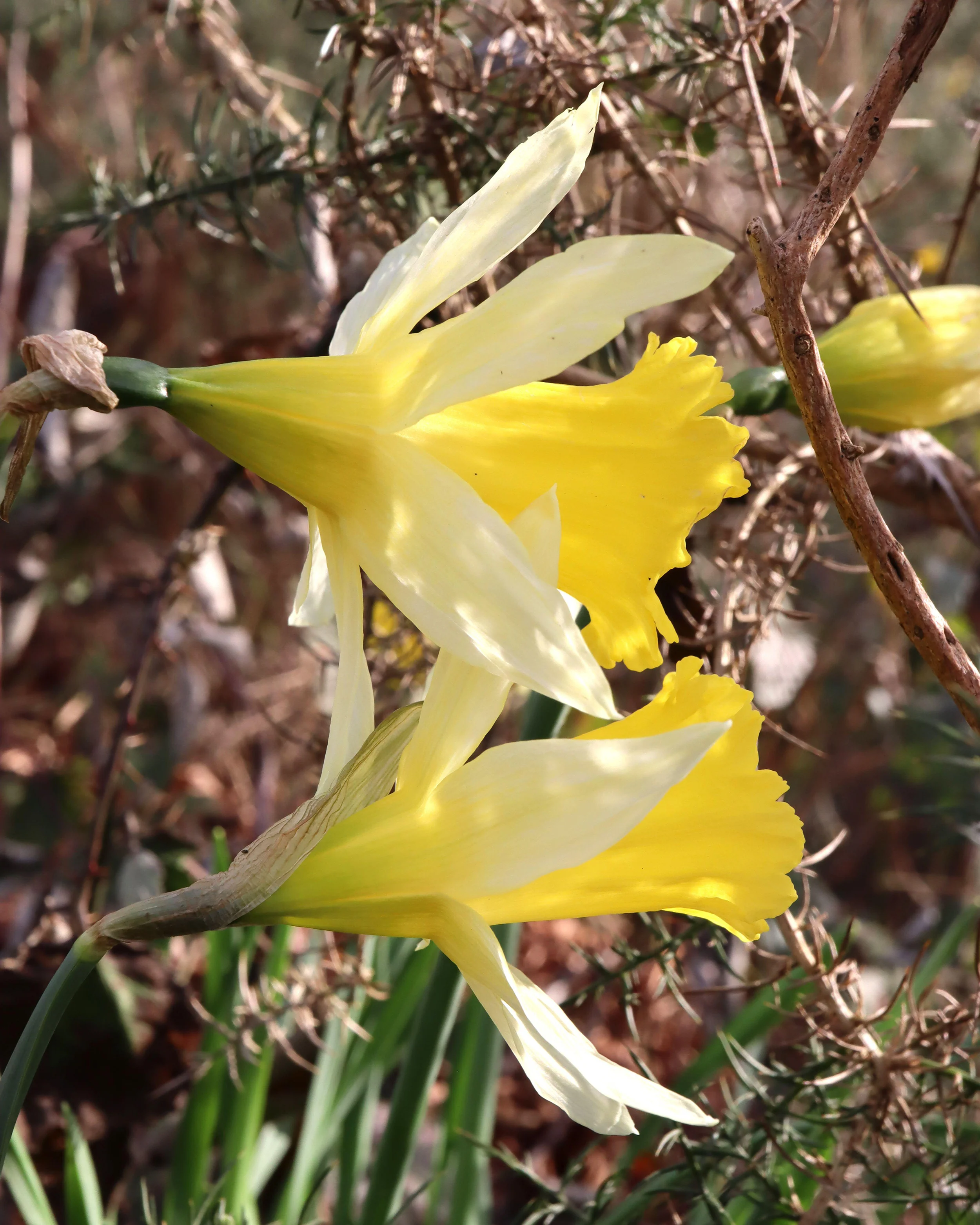 Narcissus lobularis - Image 6