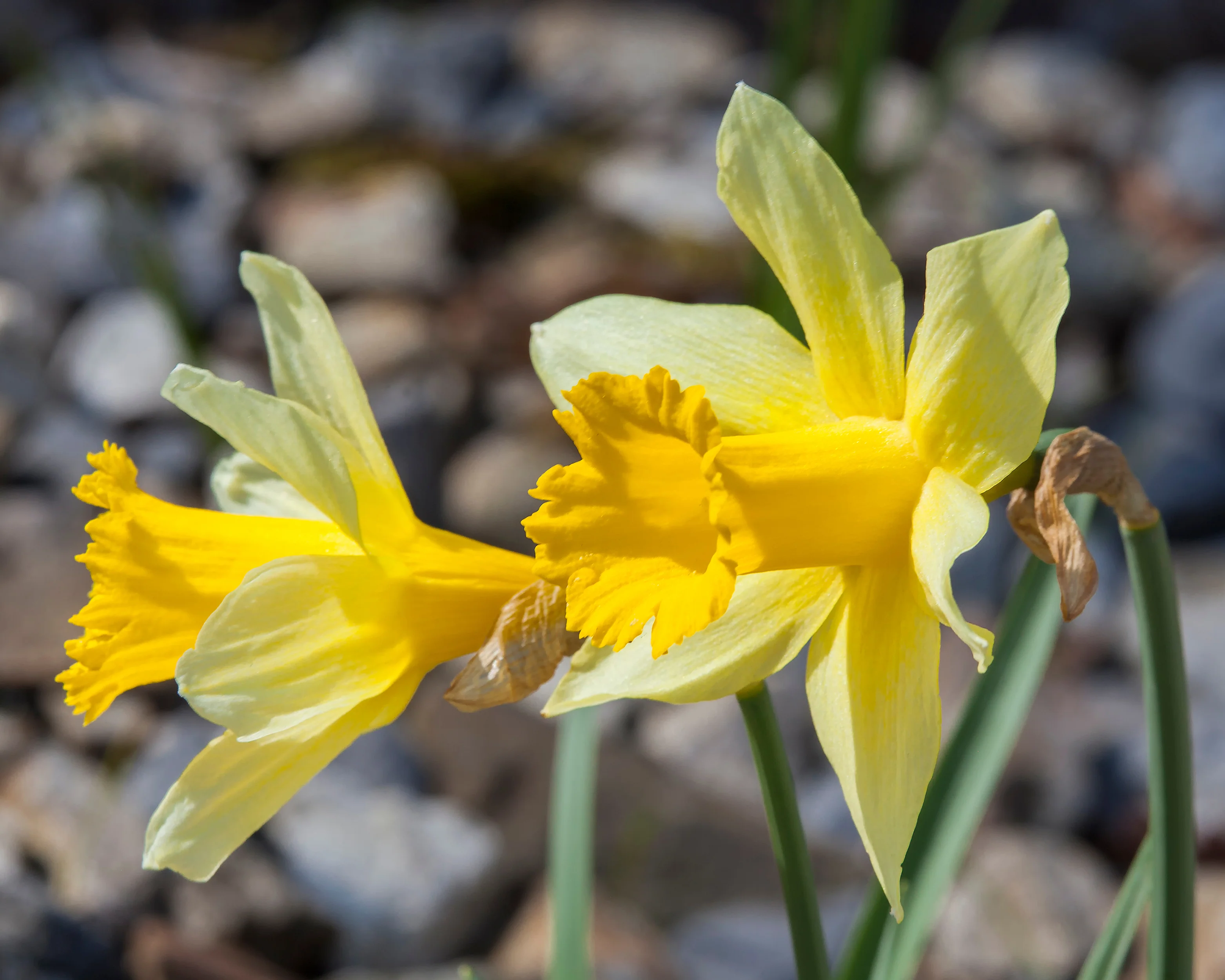 Narcissus lobularis - Image 7