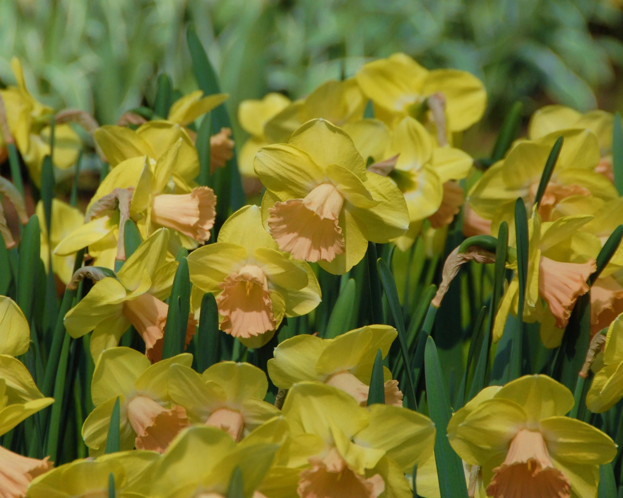 Narcissus 'Lorikeet' - Image 13