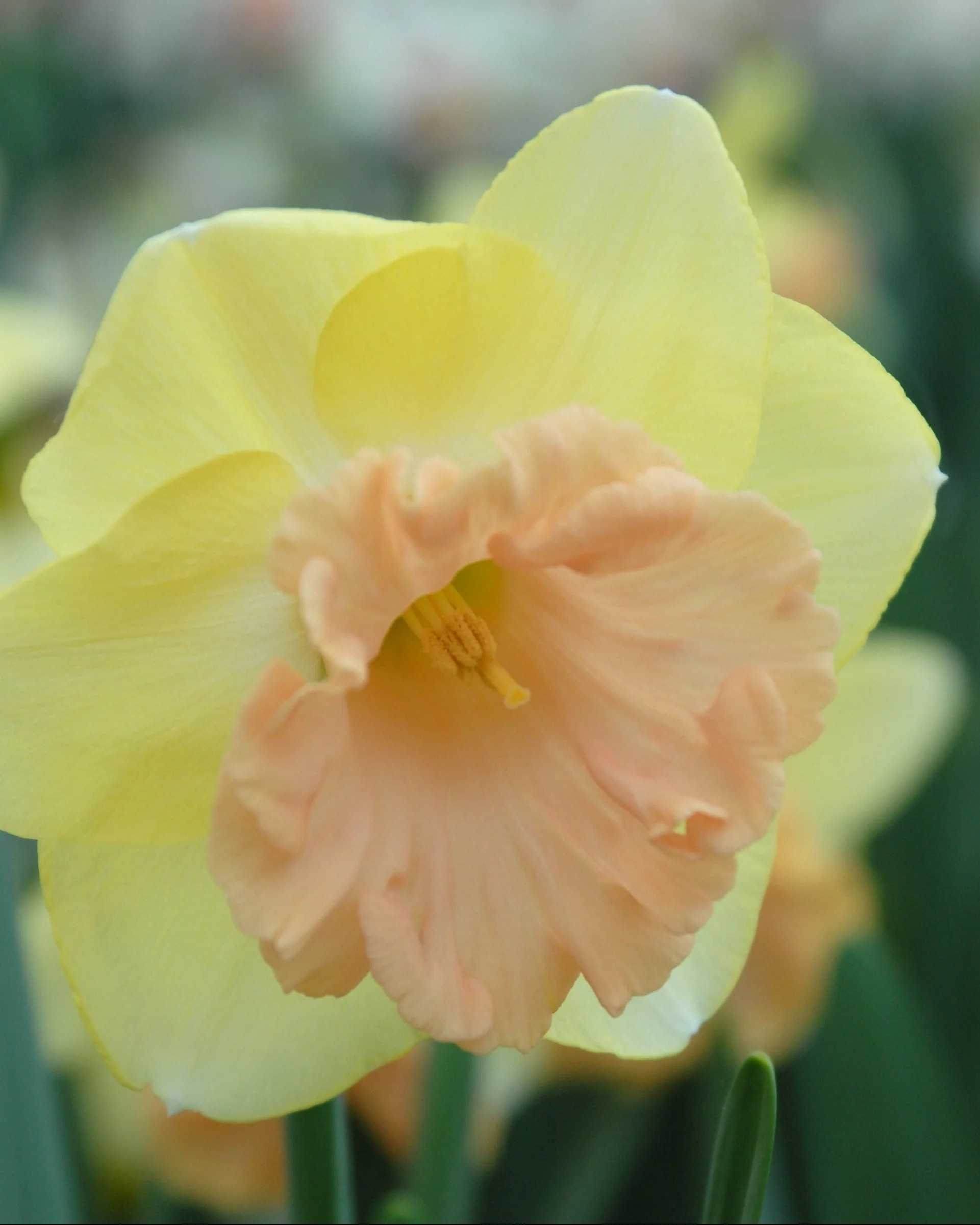 Narcissus 'Lorikeet' - Image 2