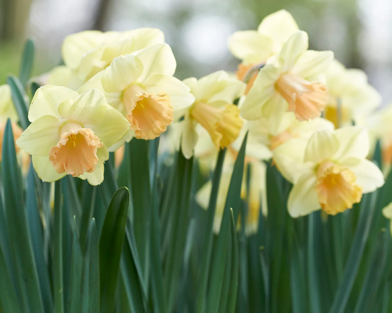 Narcissus 'Lorikeet' - Image 8