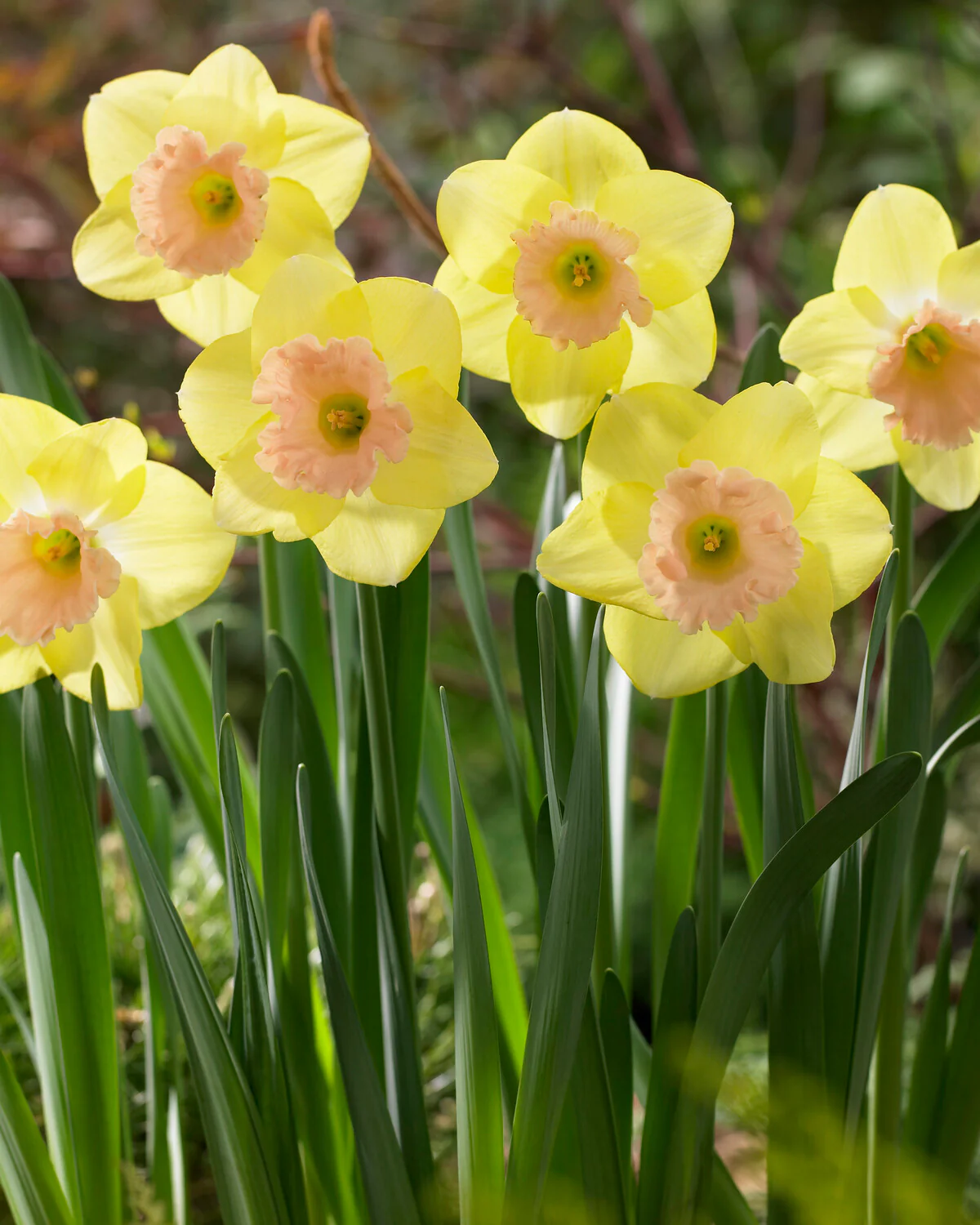 Narcissus 'Lorikeet' - Image 9