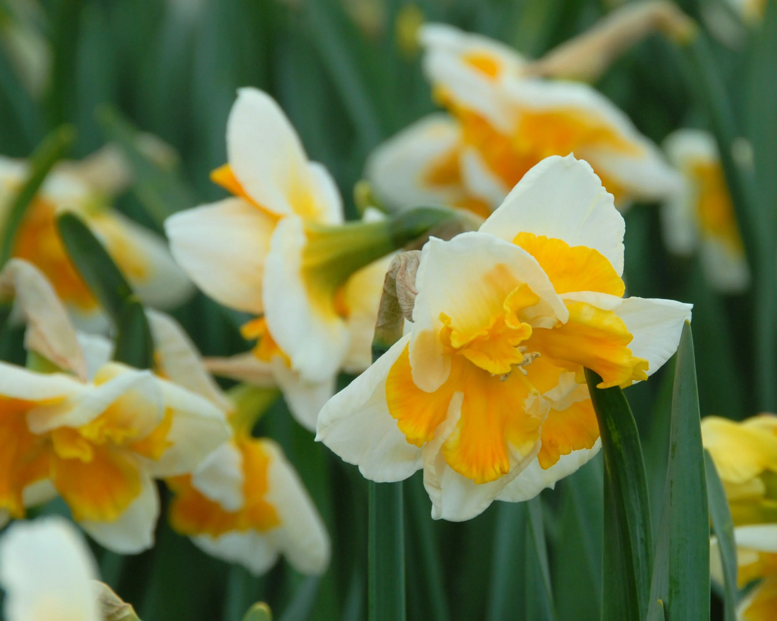 Narcissus 'Love Call' - Image 3