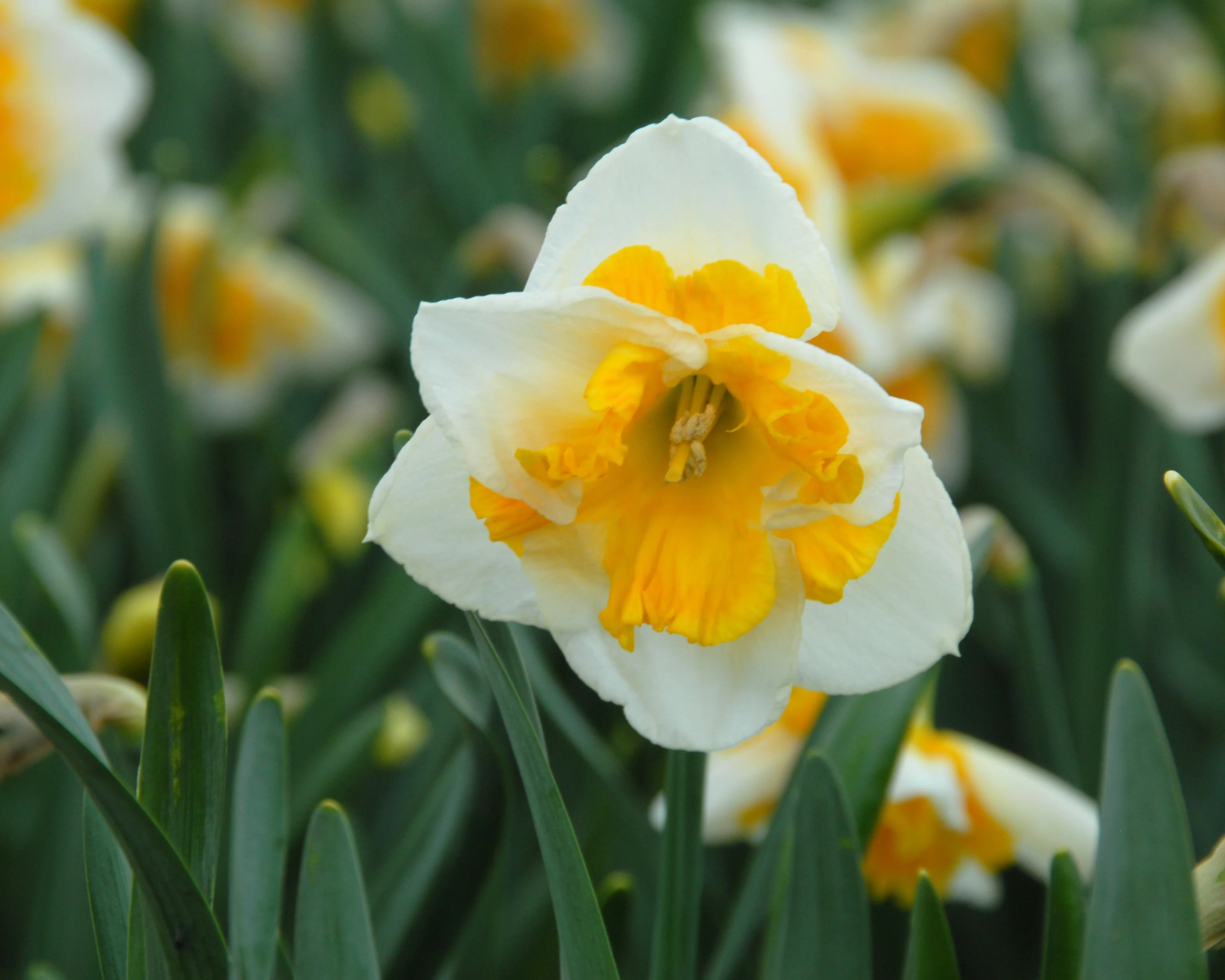 Narcissus 'Love Call' - Image 5
