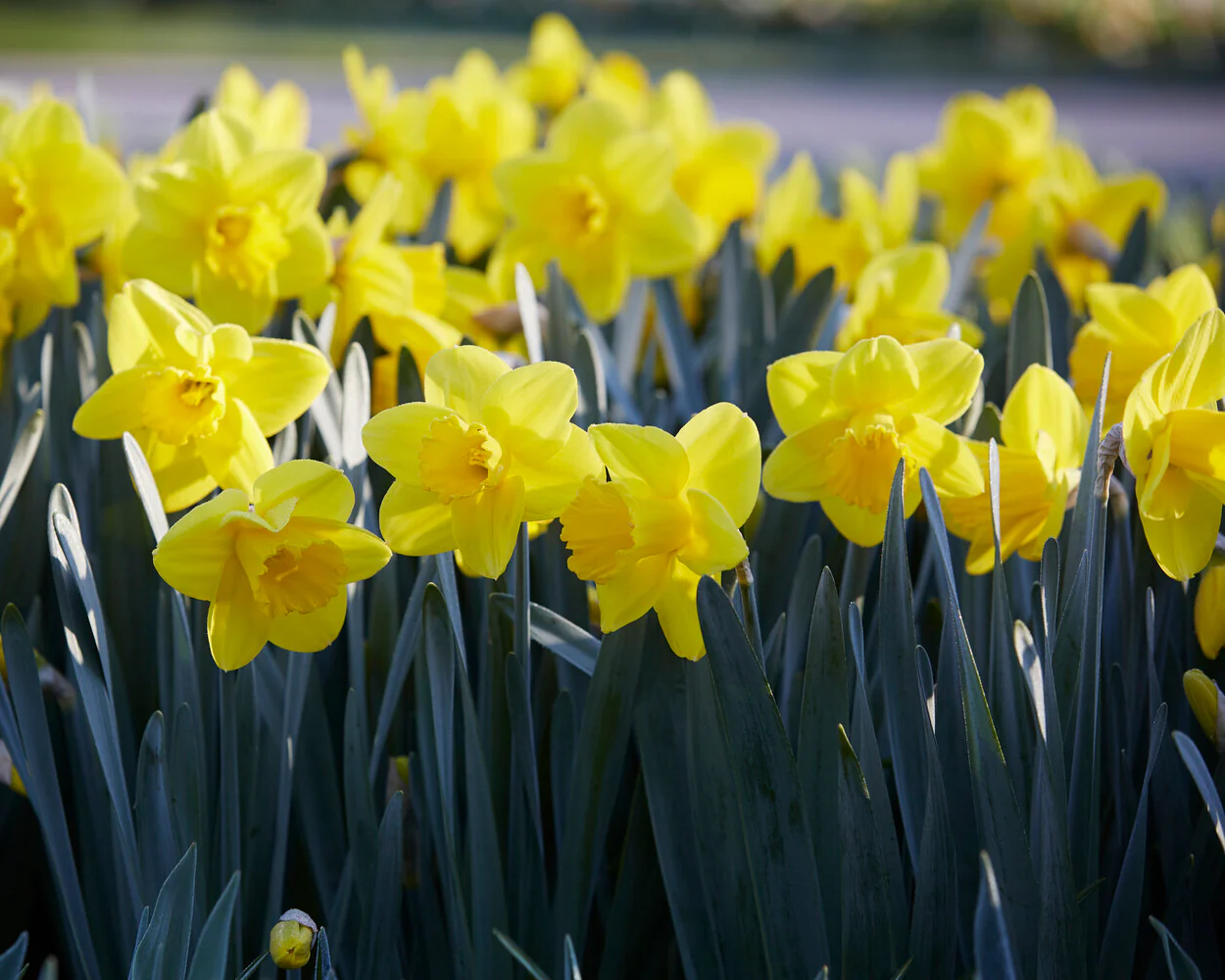 Narcissus 'Lucky Number' - Image 3