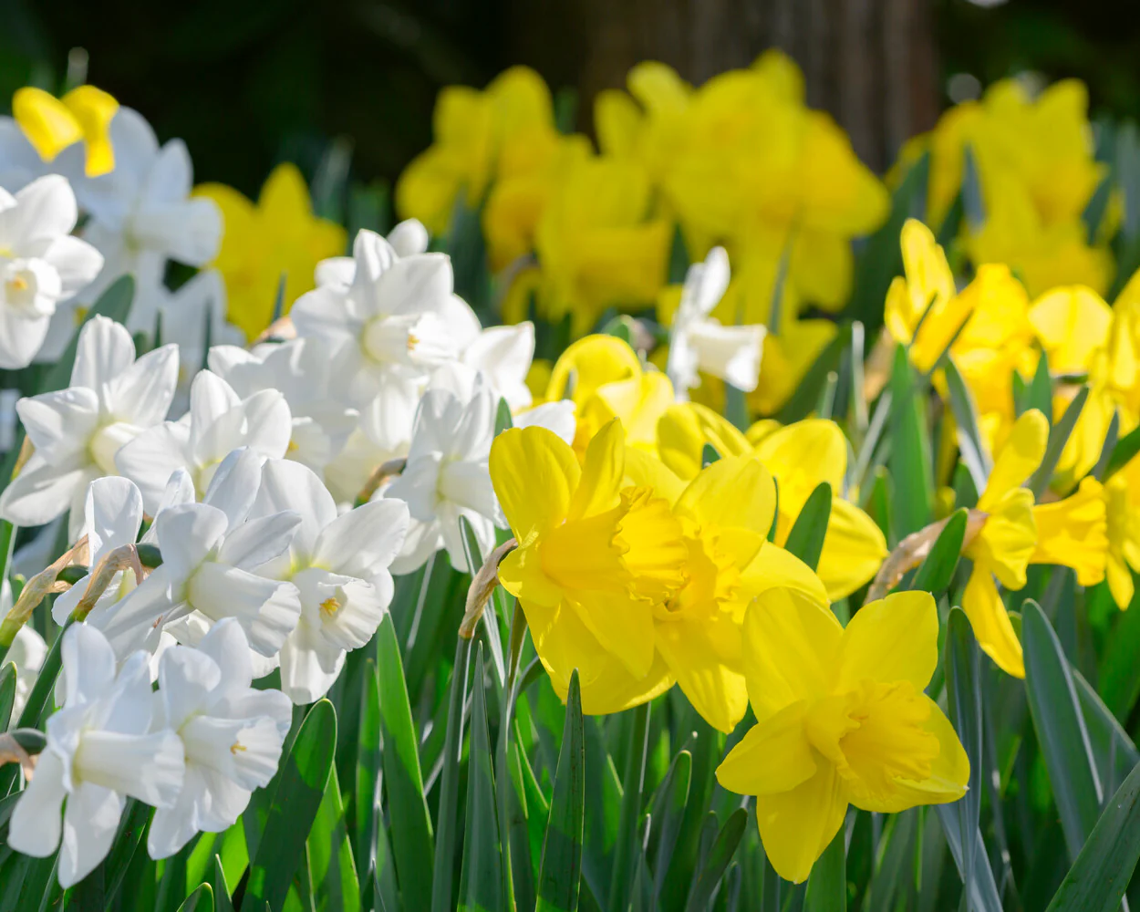 Narcissus 'Lucky Number' - Image 4