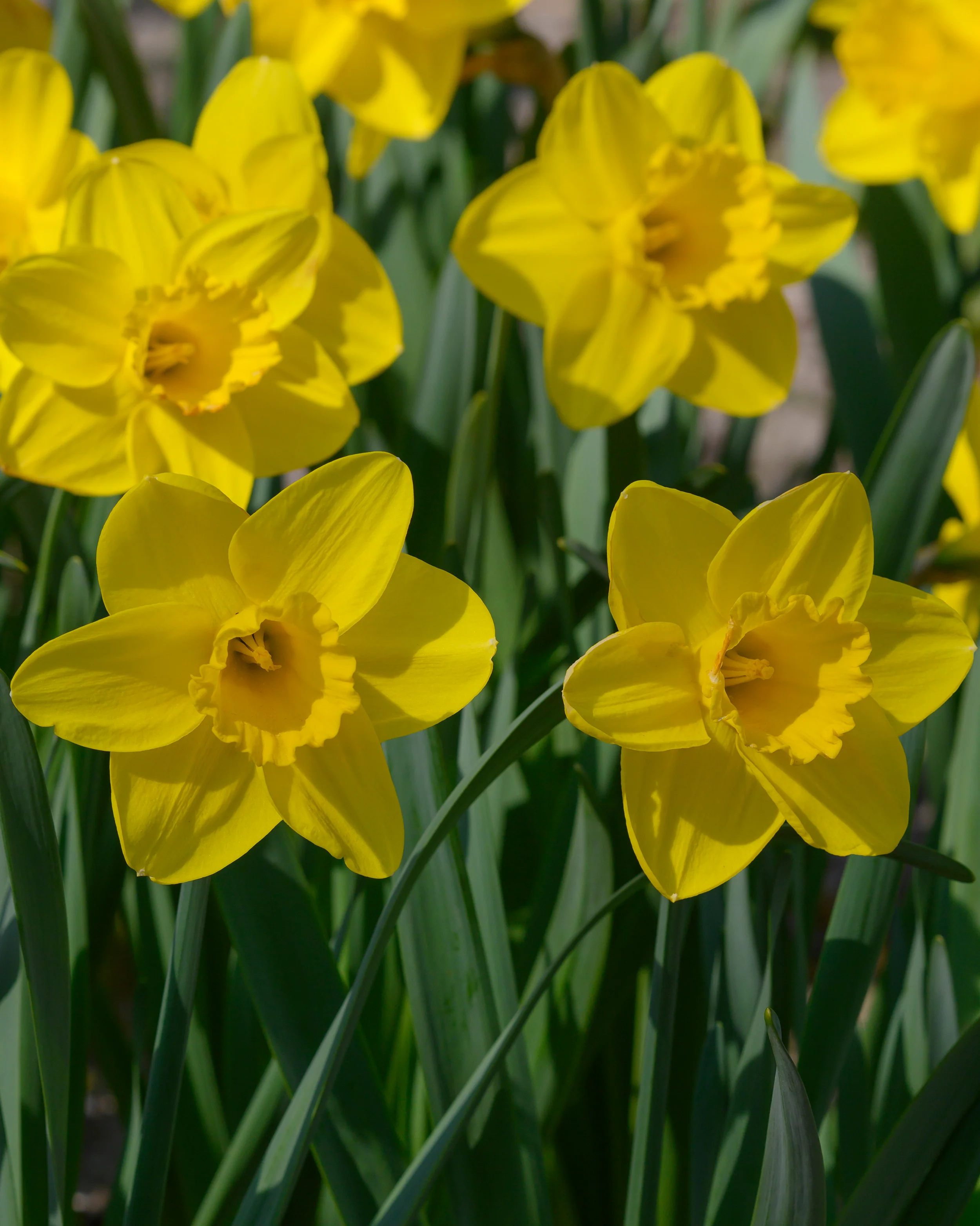 Narcissus 'Lucky Number' - Image 6