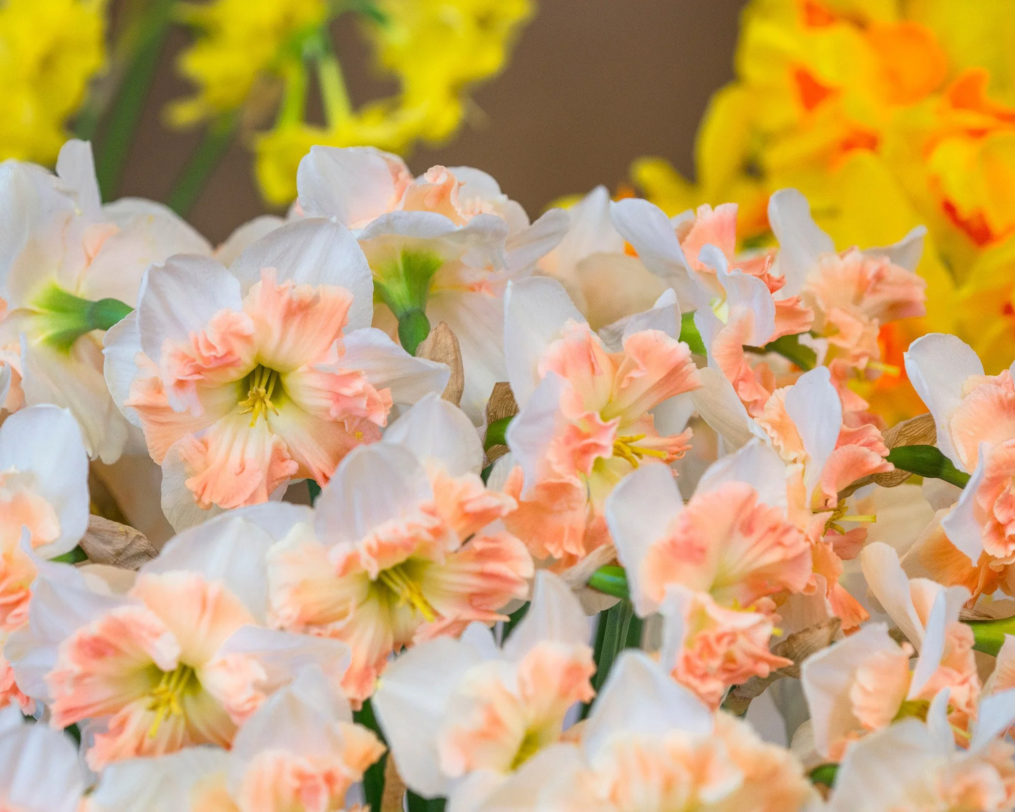 Narcissus 'Mallee' - Image 2