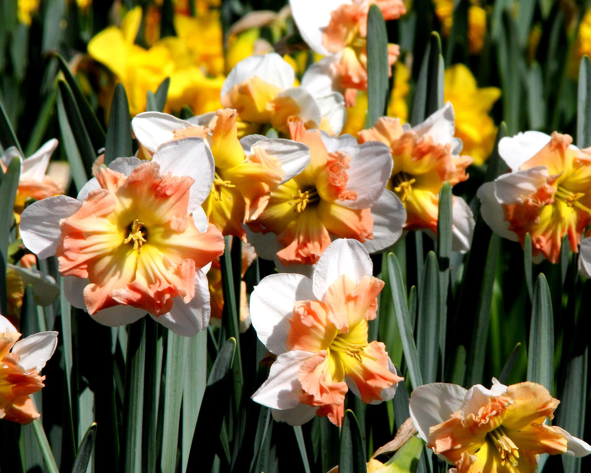 Narcissus 'Mallee' - Image 3