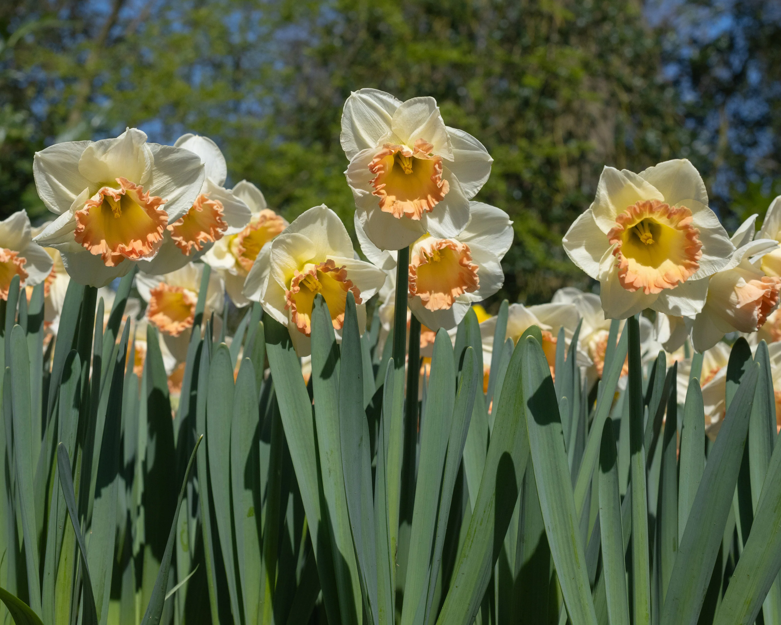 Narcissus 'Martha Stewart' - Image 10