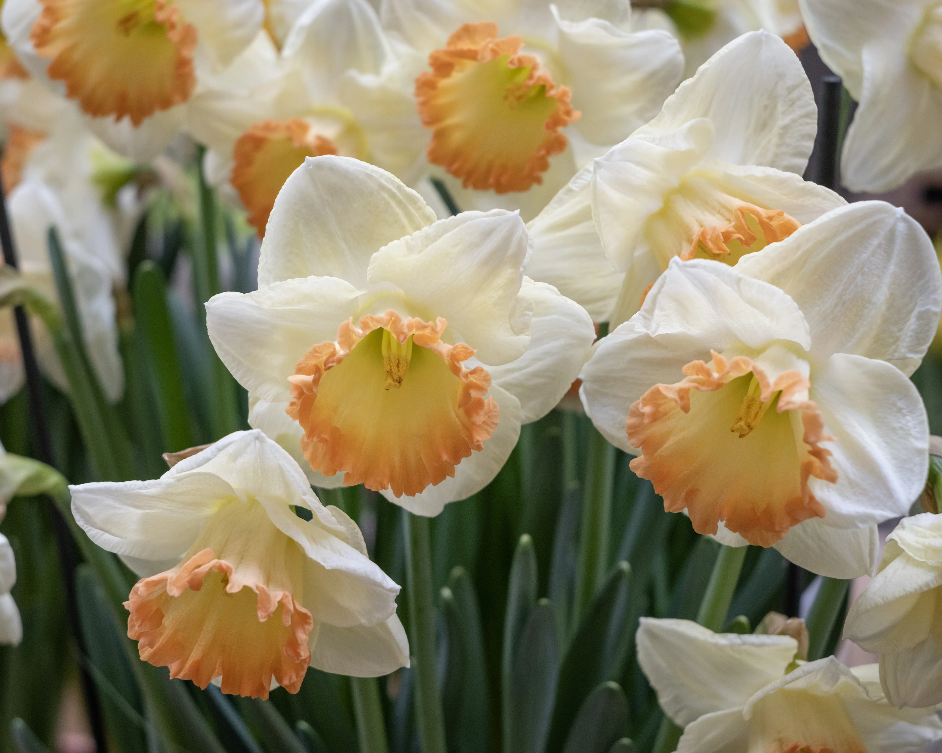 Narcissus 'Martha Stewart' - Image 2
