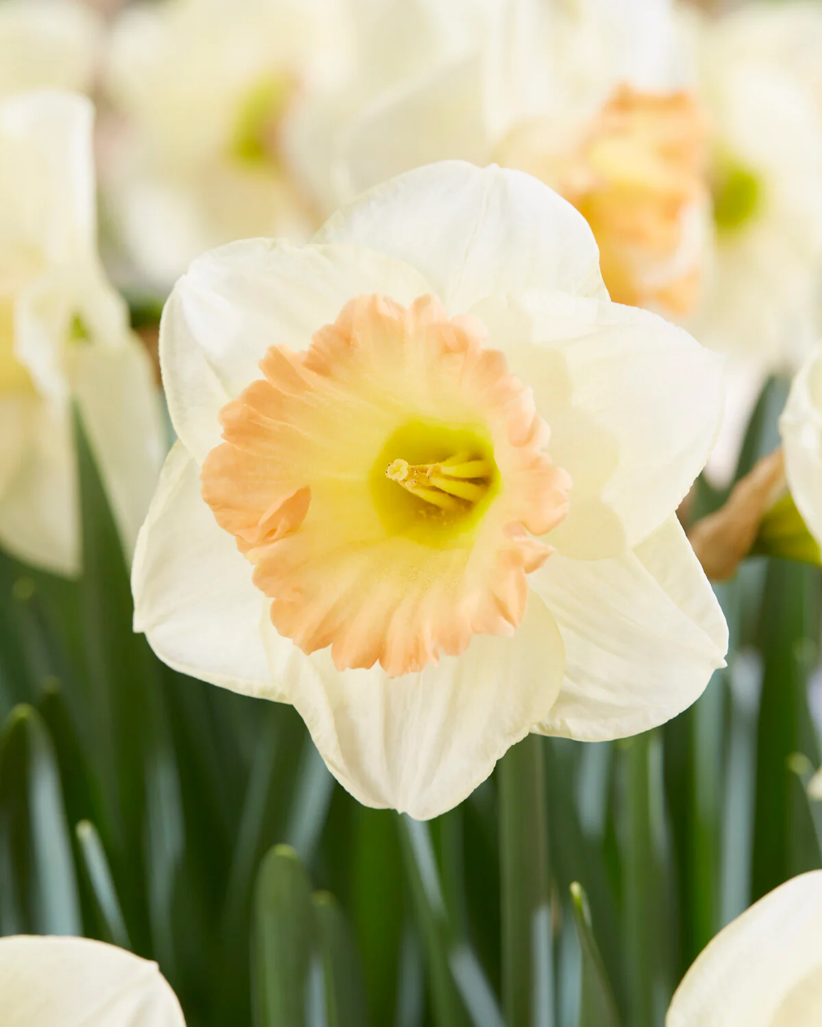 Narcissus 'Martha Stewart' - Image 3