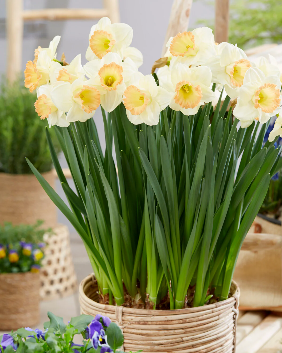 Narcissus 'Martha Stewart' - Image 4