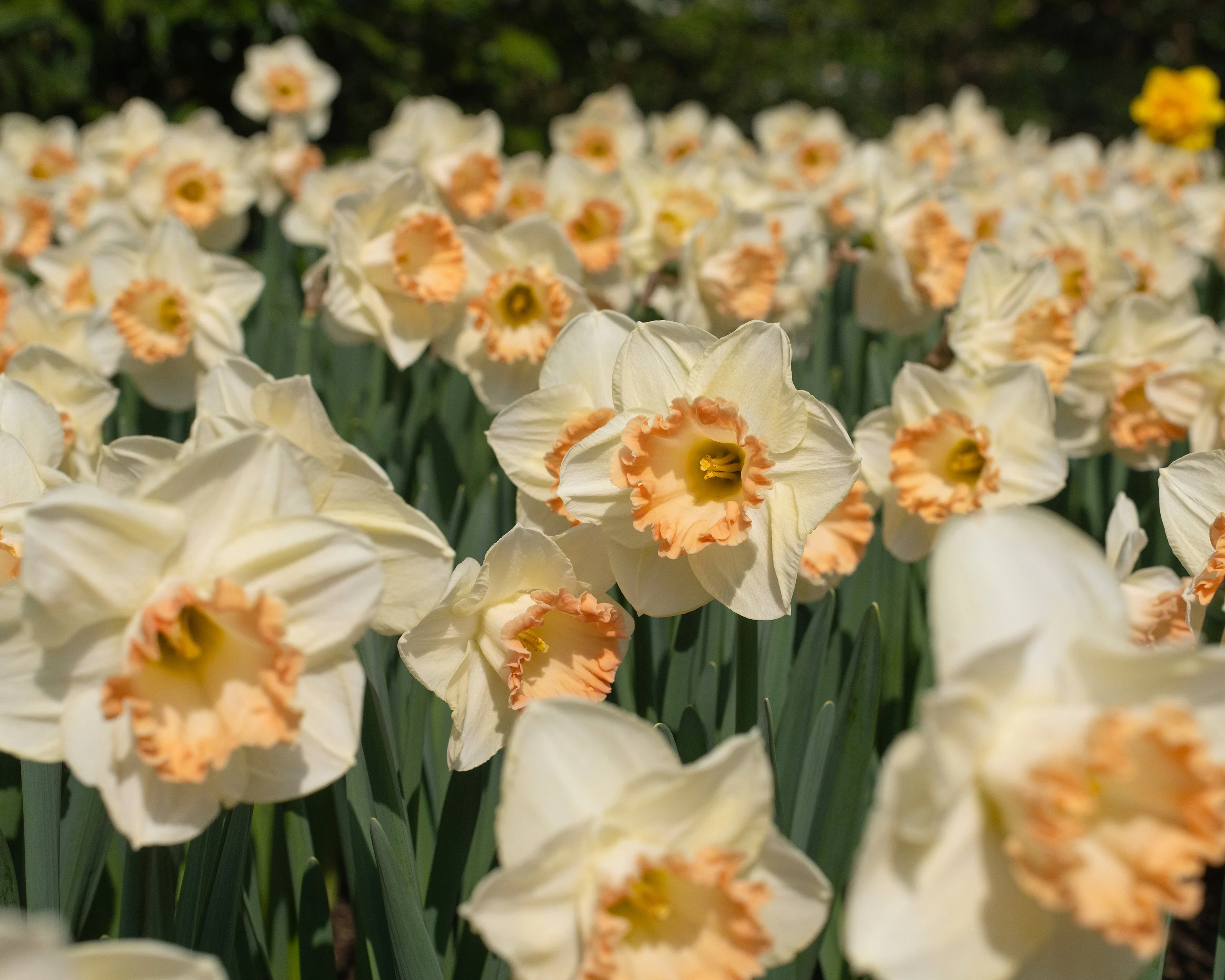 Narcissus 'Martha Stewart' - Image 6