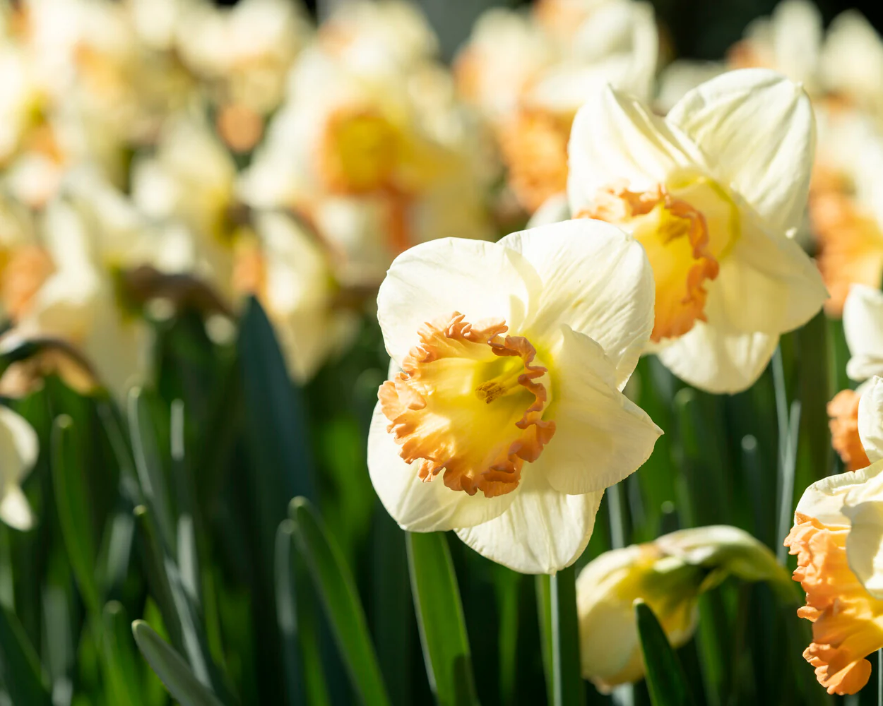 Narcissus 'Martha Stewart' - Image 7