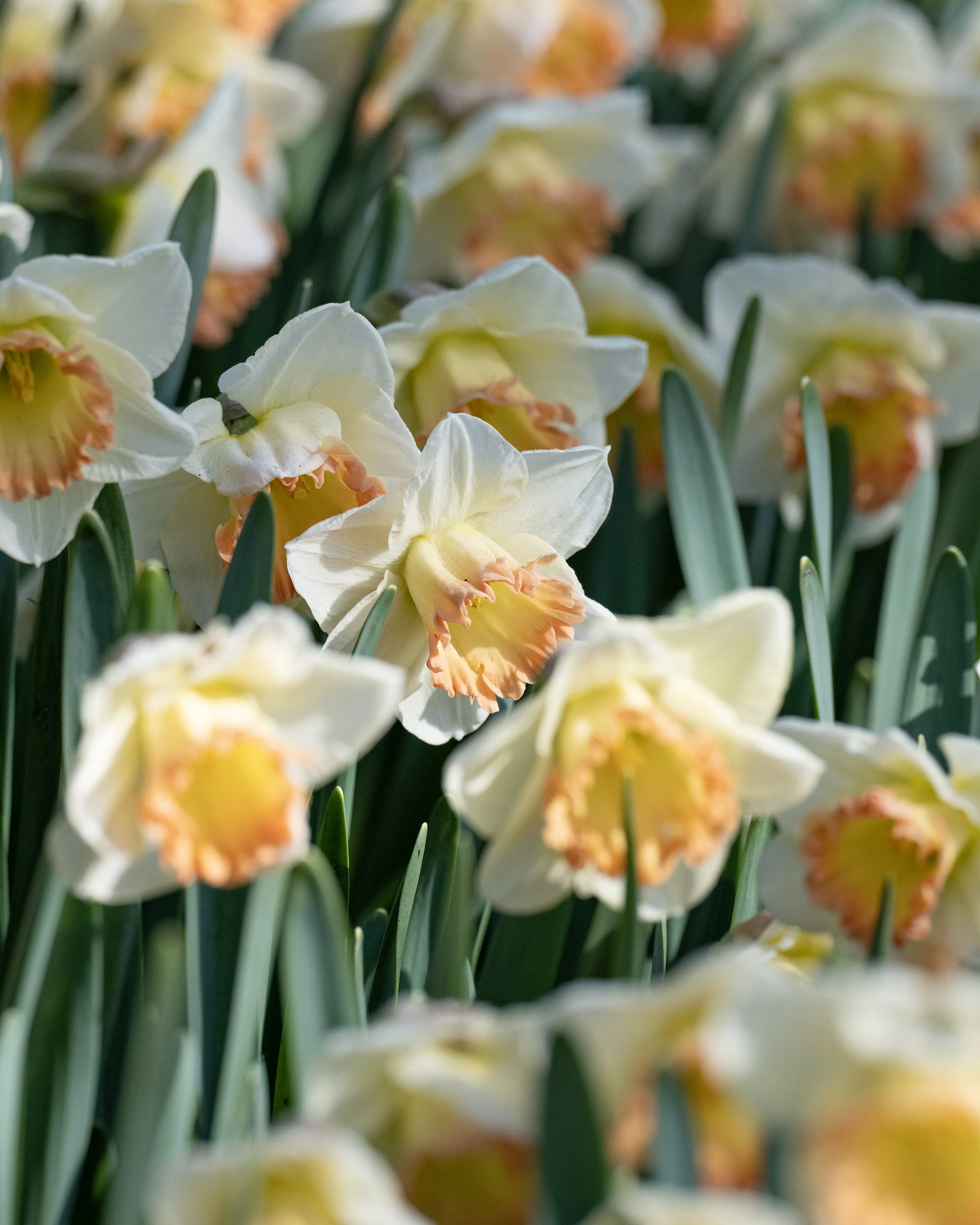 Narcissus 'Martha Stewart' - Image 8