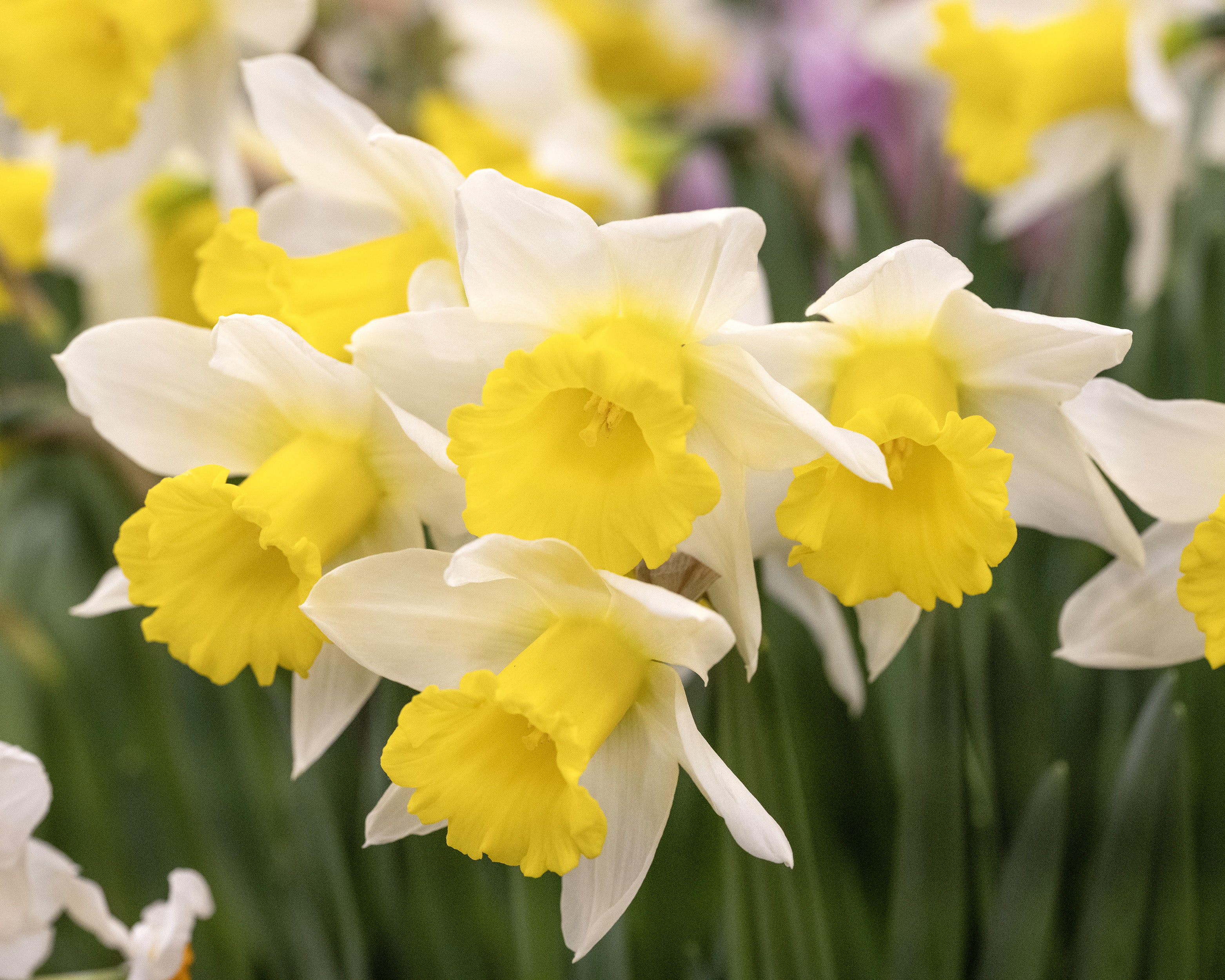 Narcissus 'Melyor' - Image 2