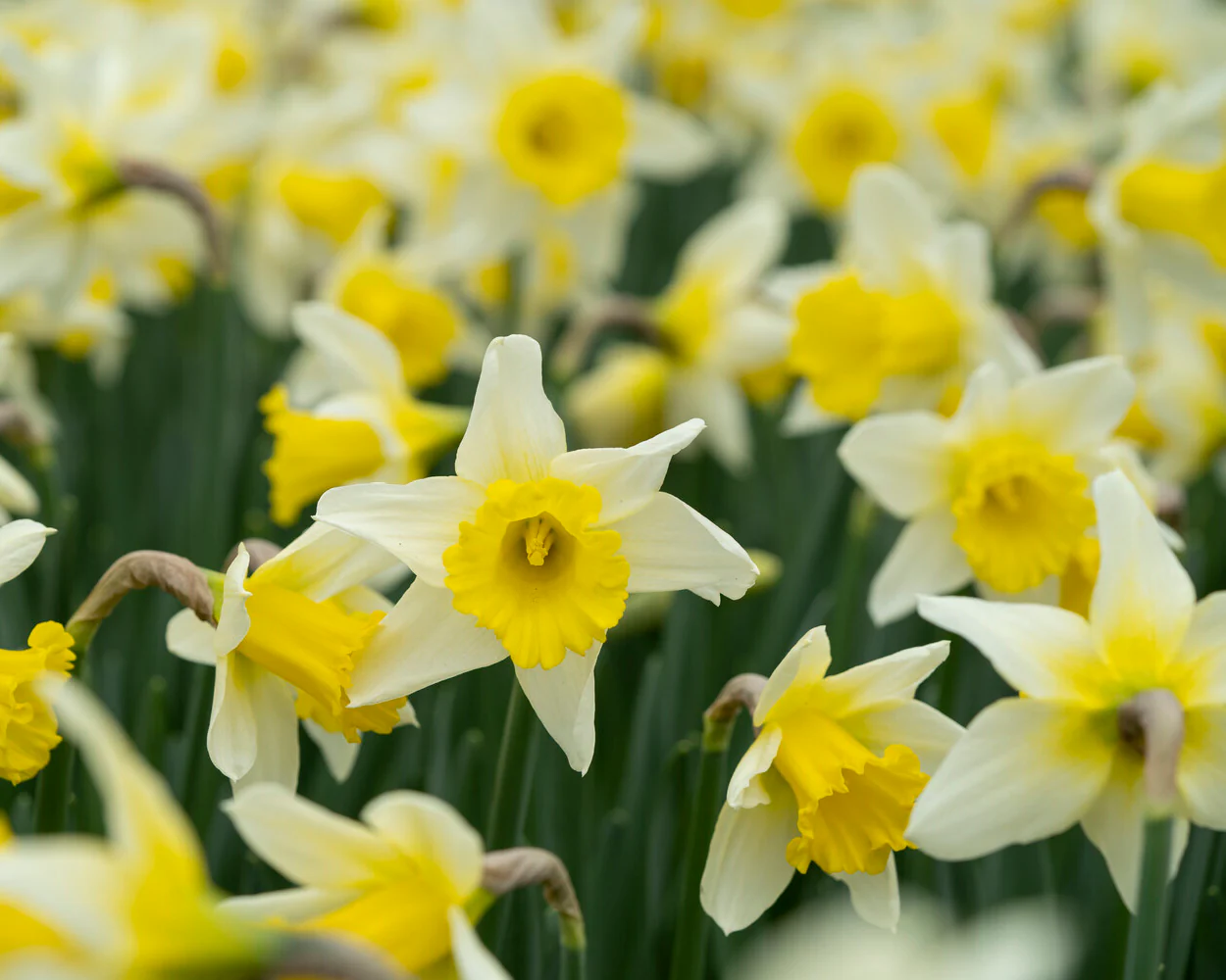 Narcissus 'Melyor' - Image 5