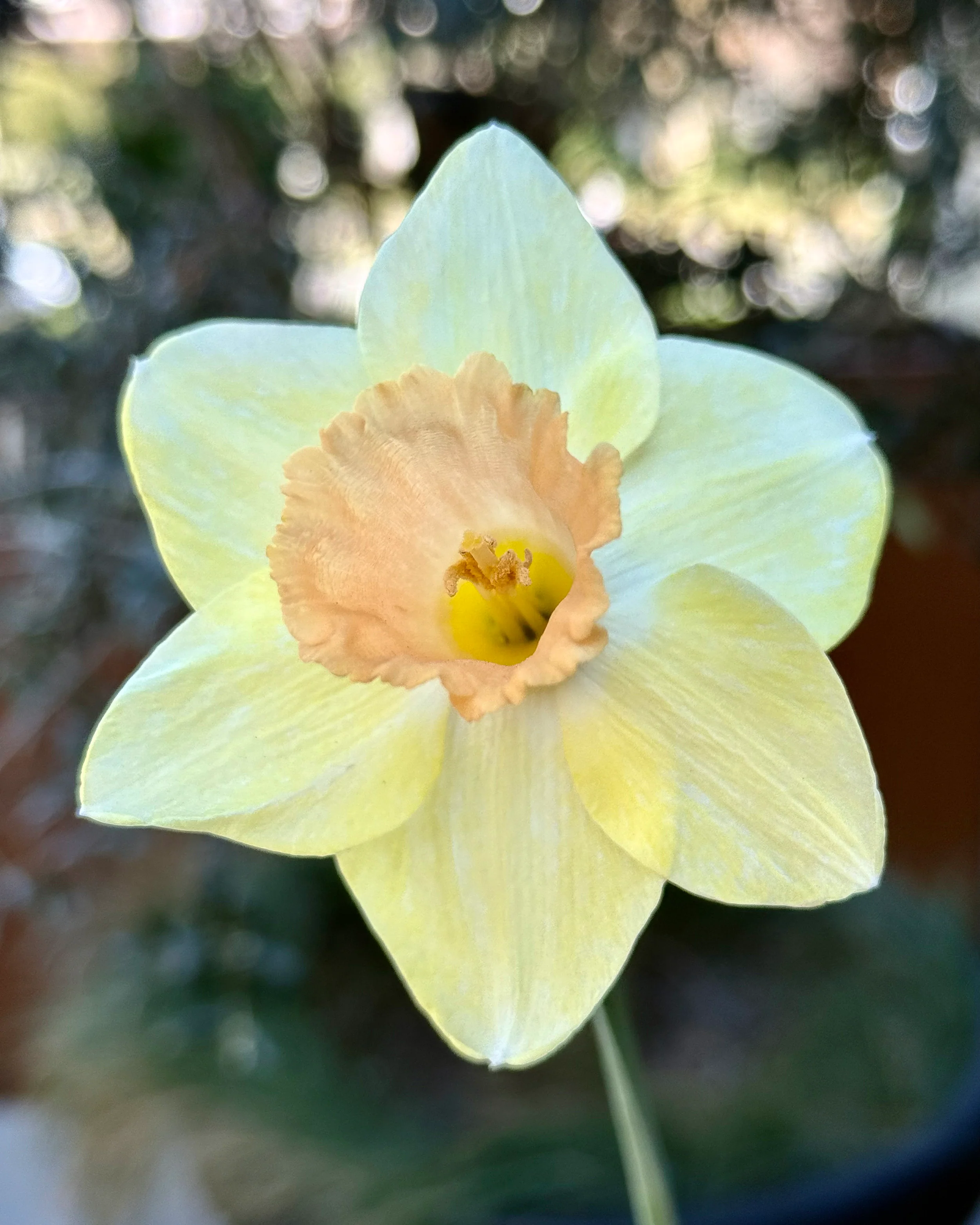 Narcissus 'Memento' - Image 3
