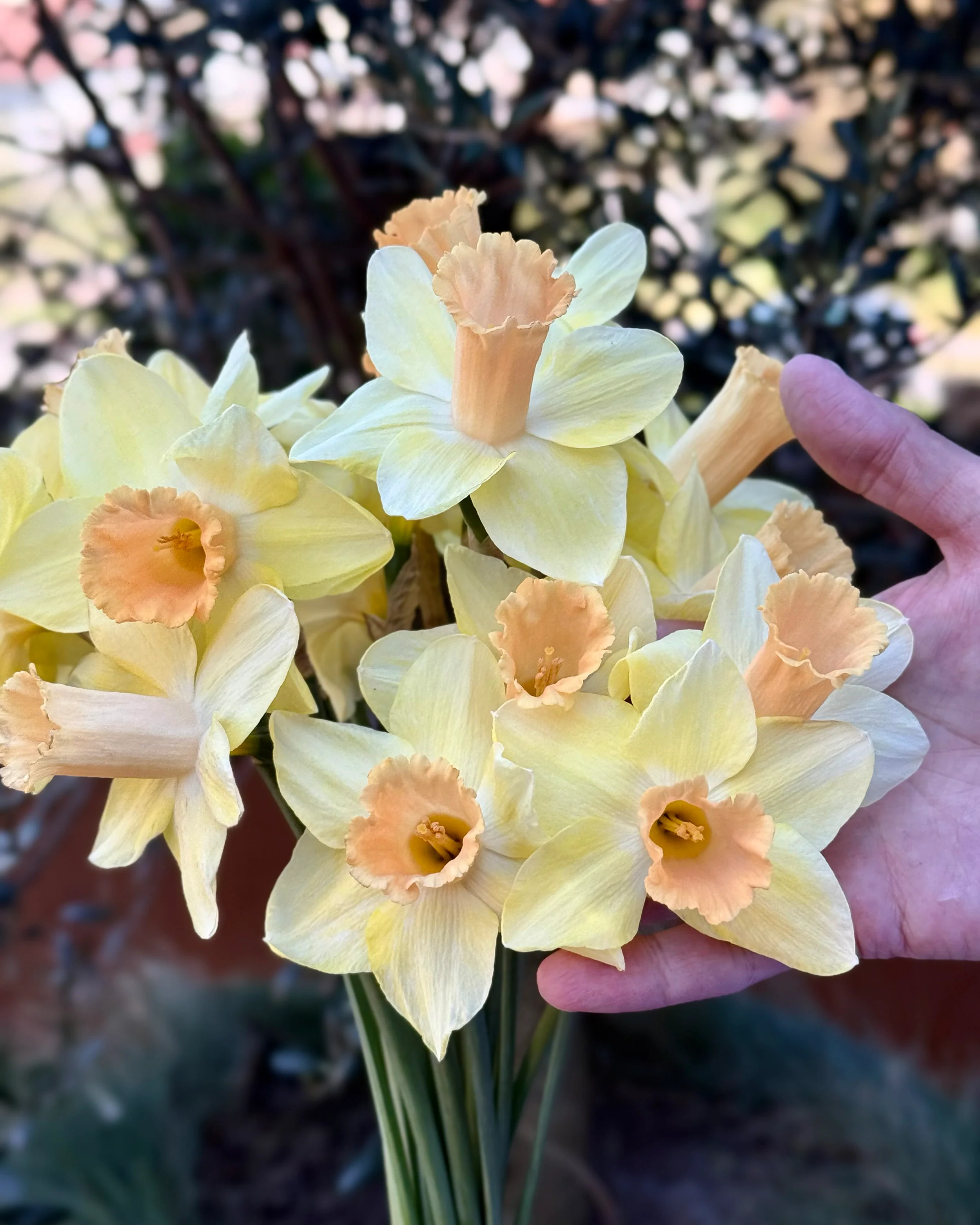 Narcissus 'Memento' - Image 6