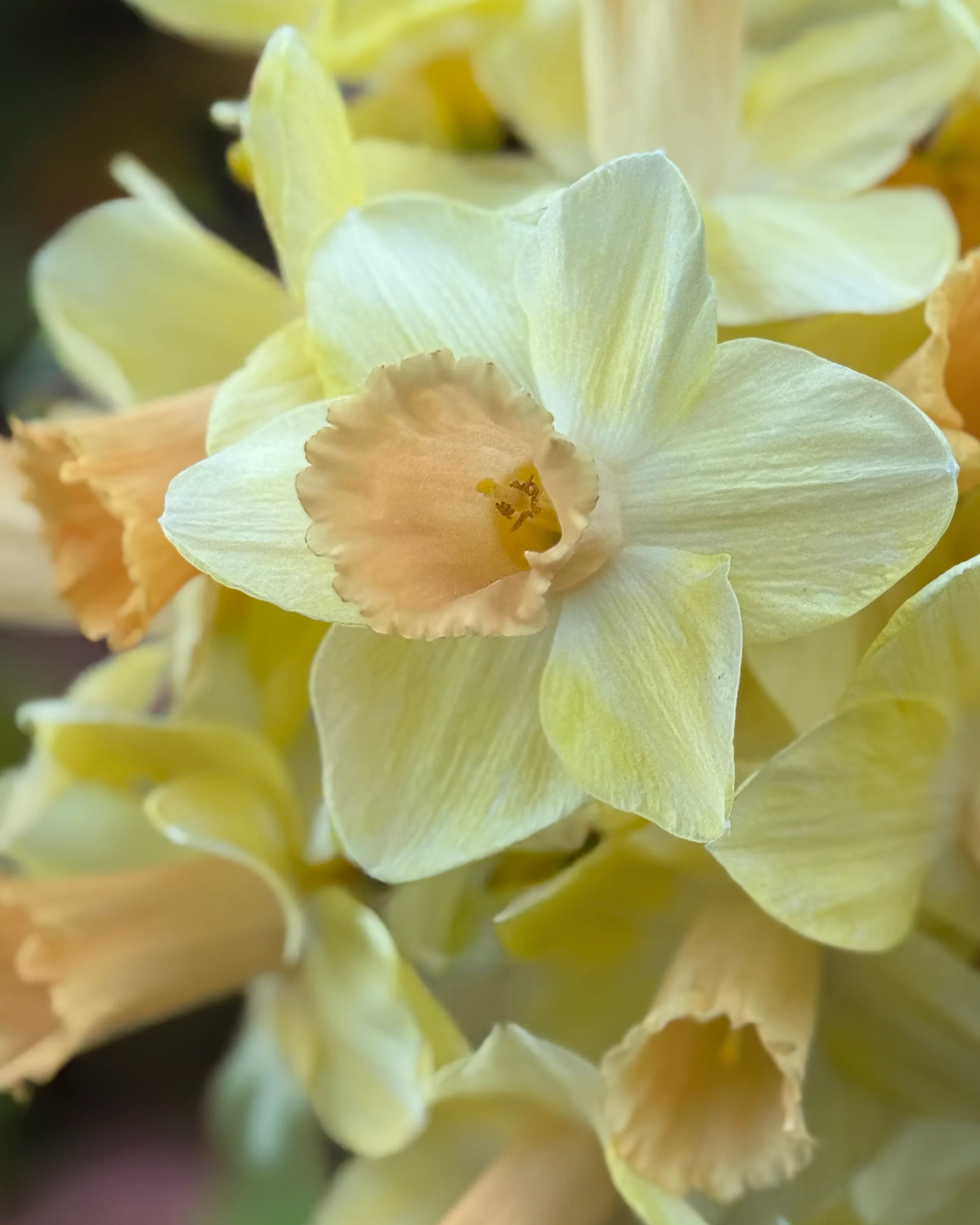 Narcissus 'Memento' - Image 8