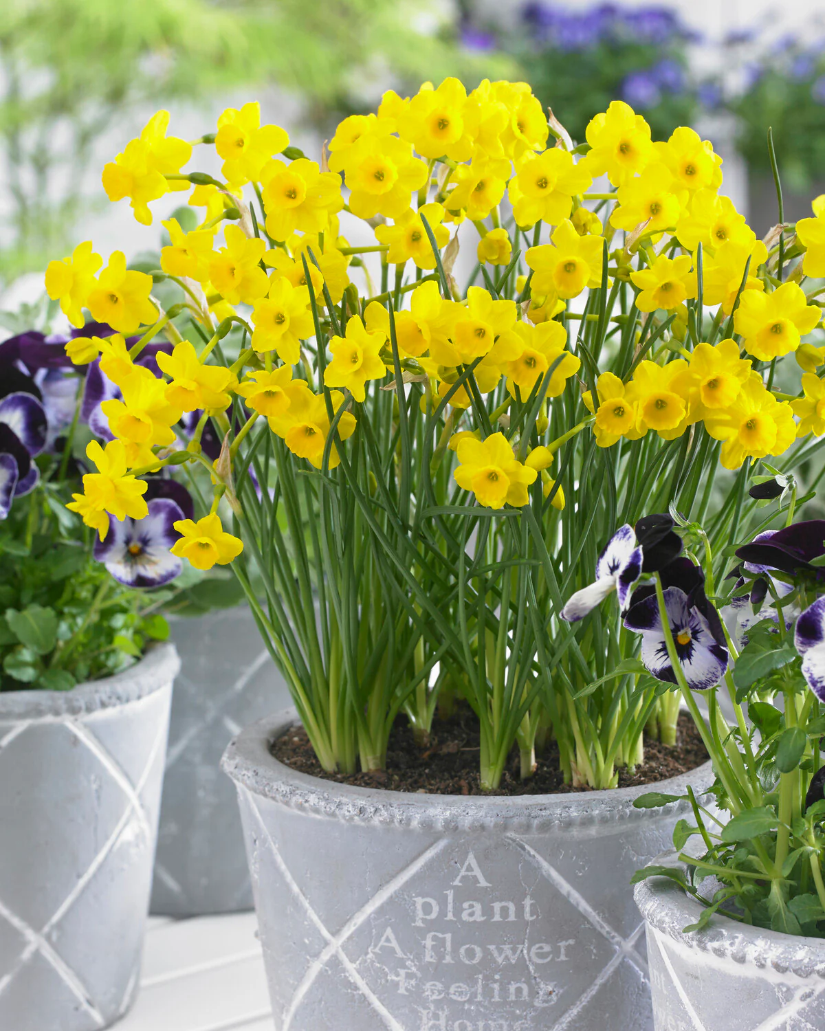 Narcissus 'More and More' - Image 2