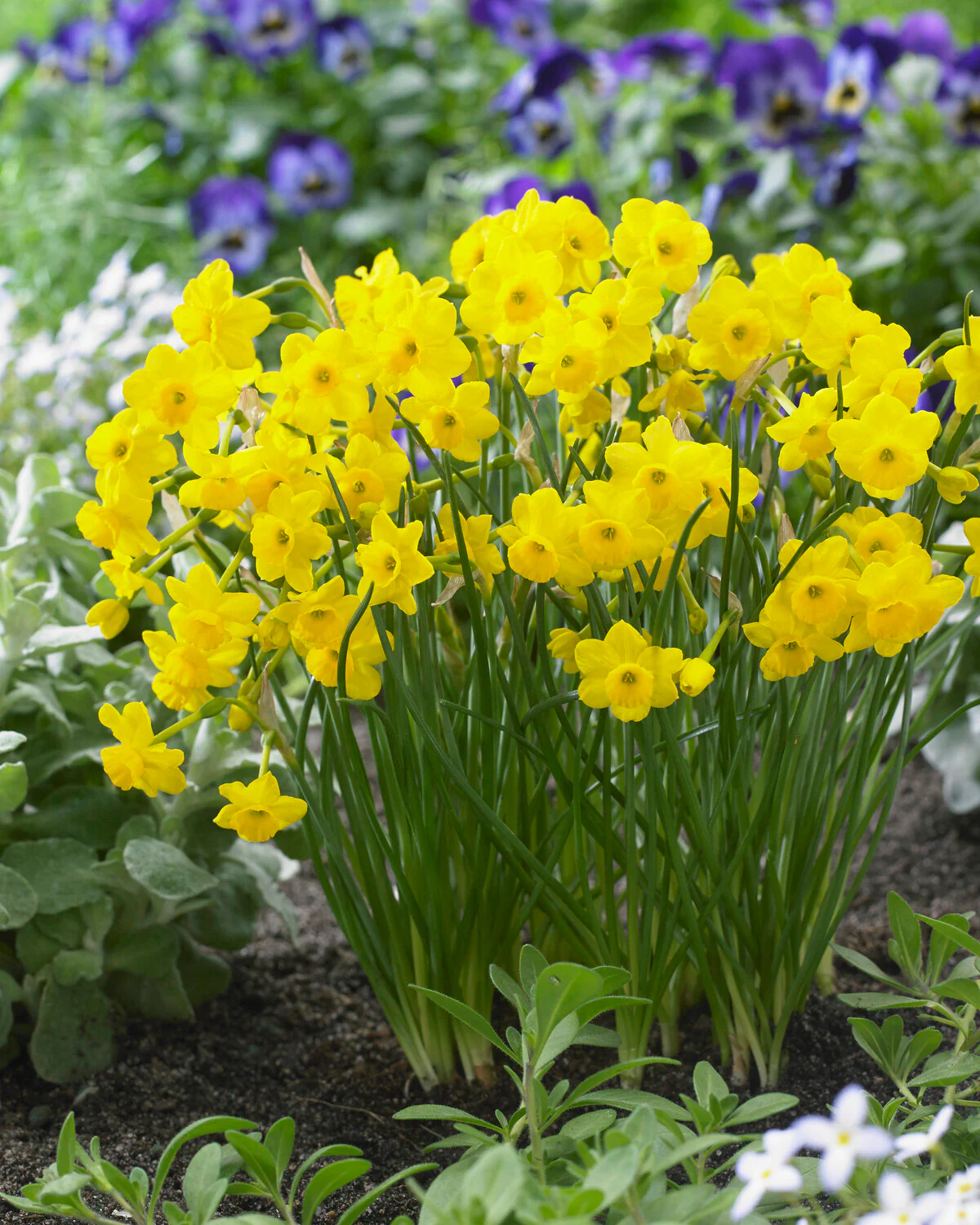 Narcissus 'More and More' - Image 3