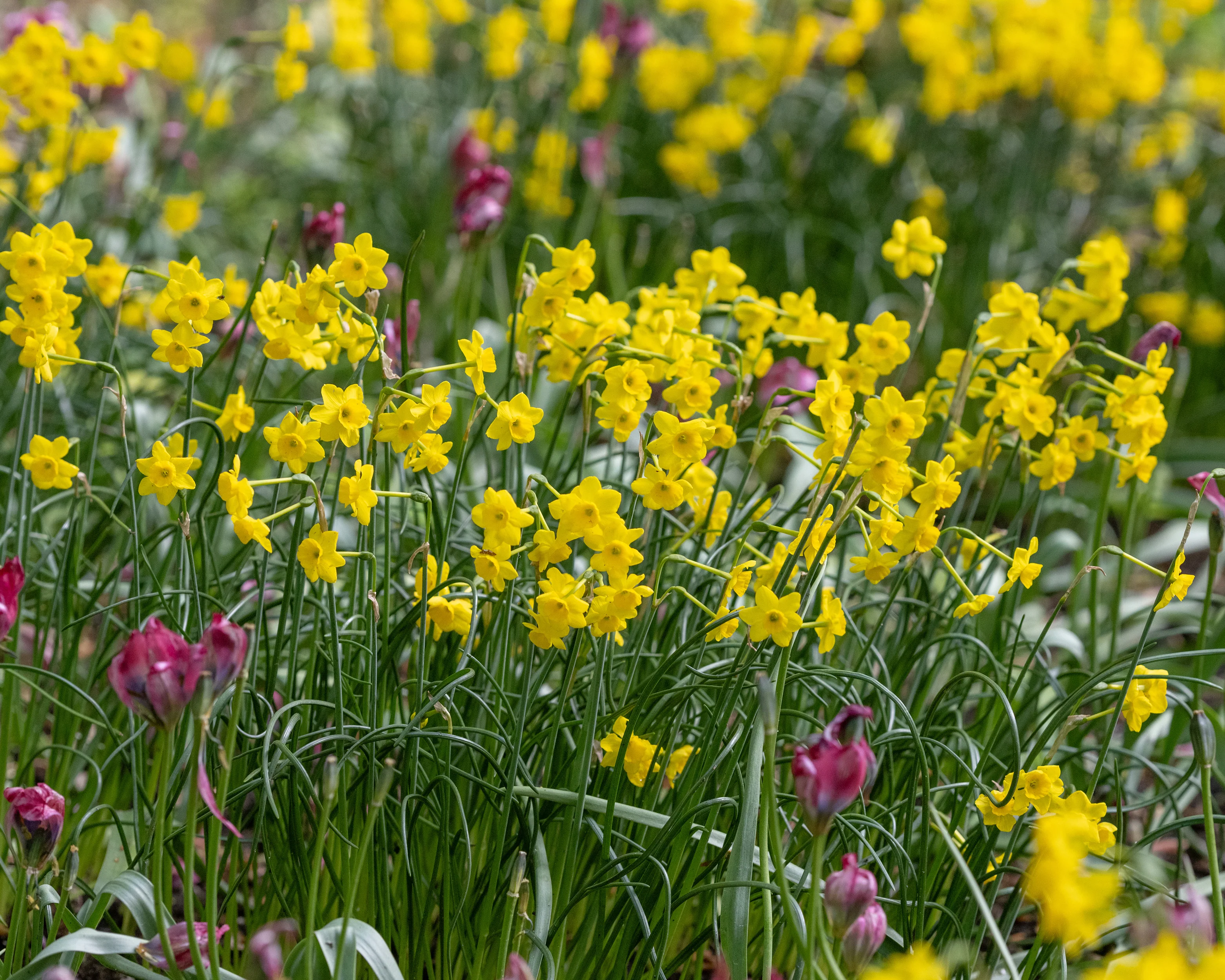 Narcissus 'More and More' - Image 4