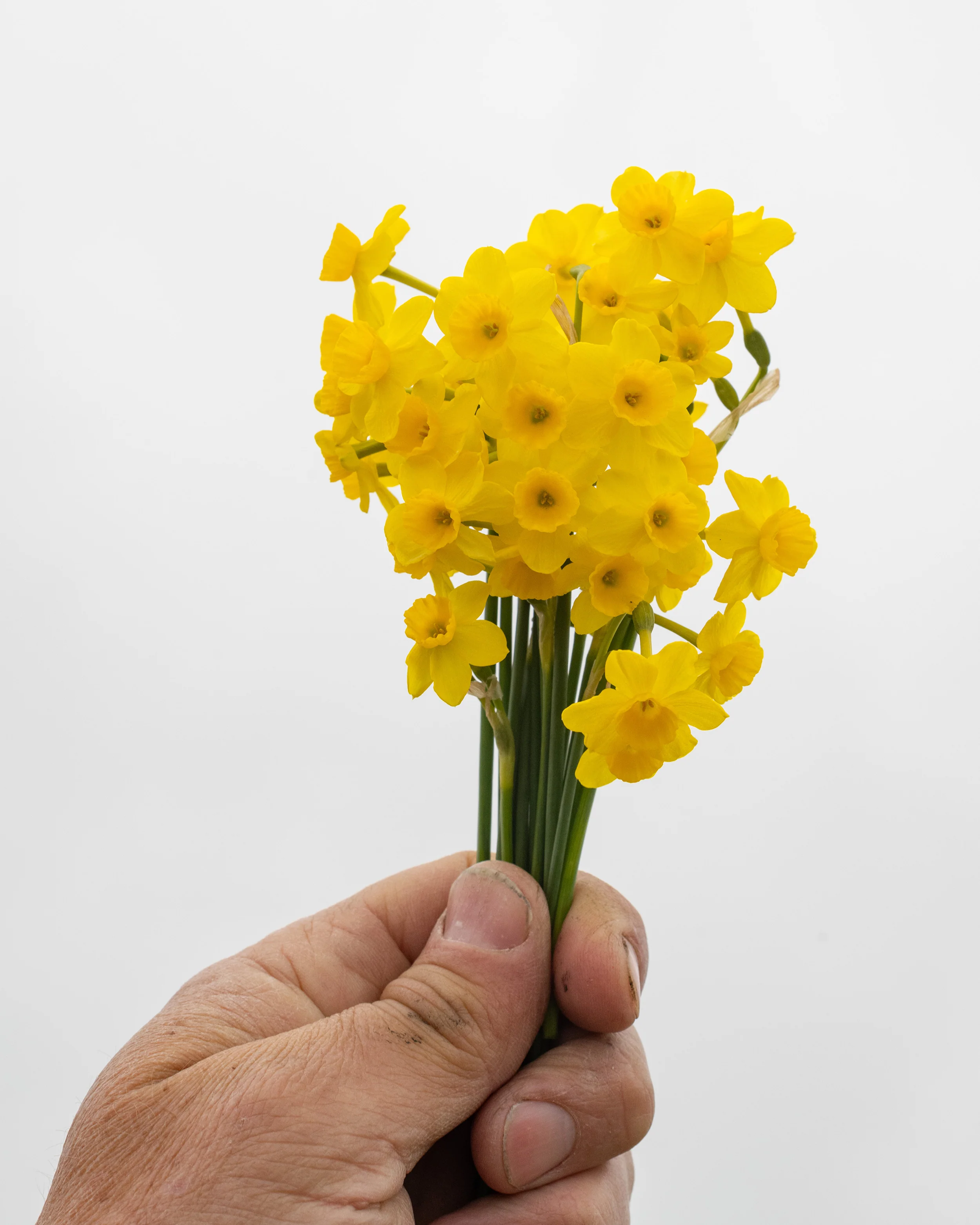 Narcissus 'More and More' - Image 6