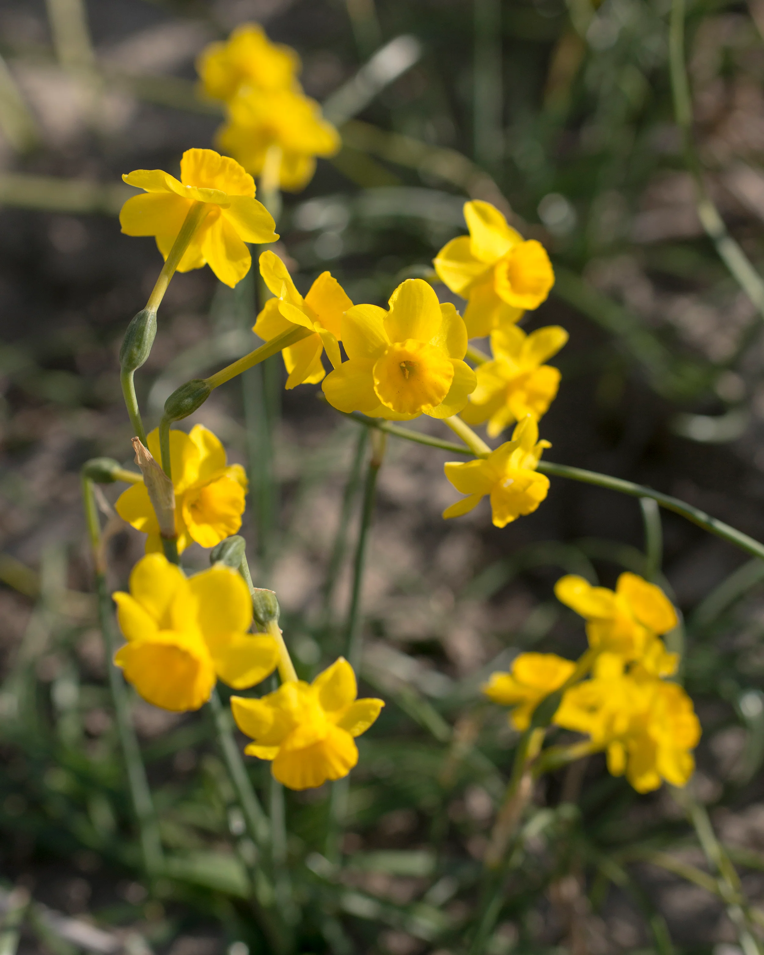 Narcissus 'More and More' - Image 8