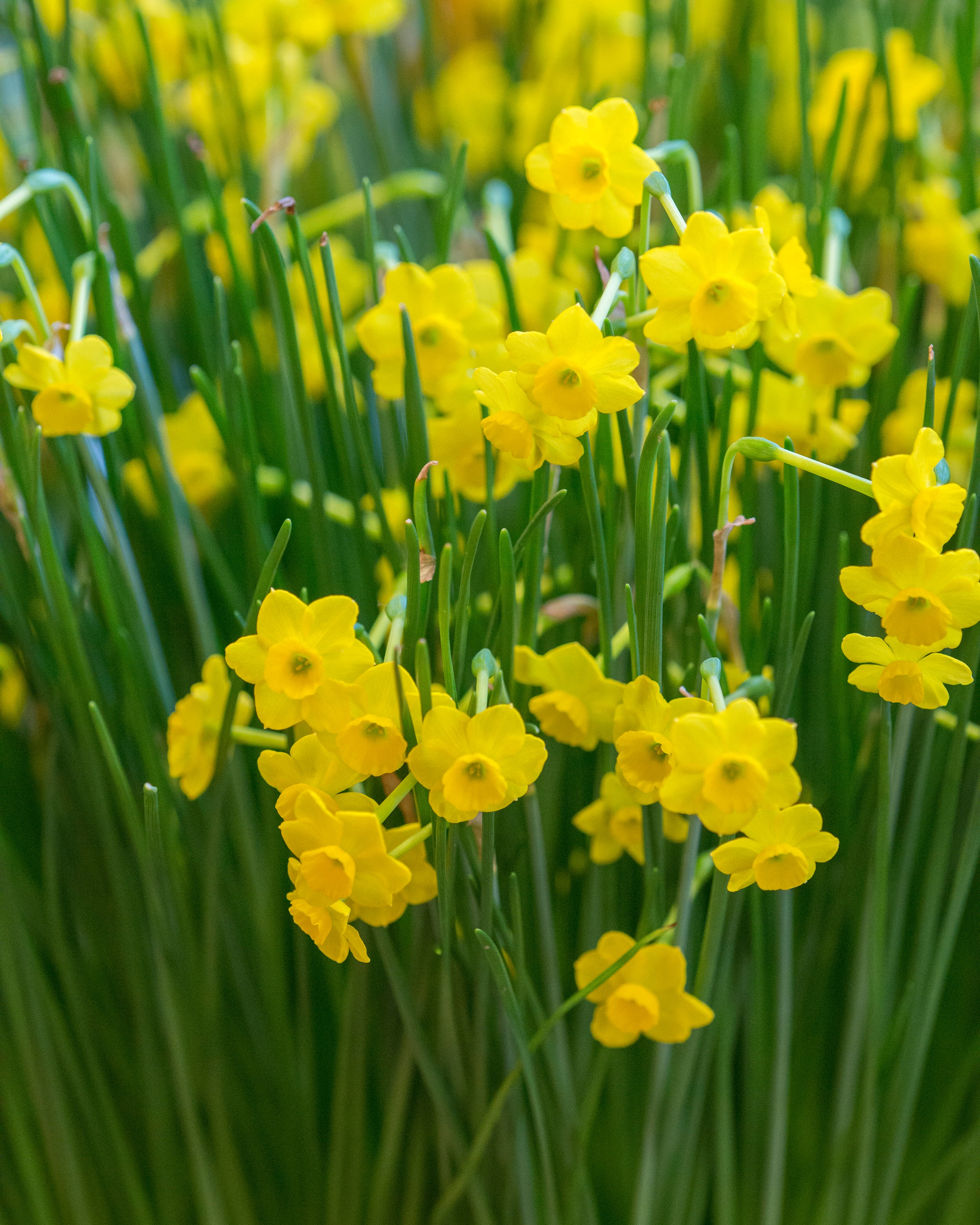 Narcissus 'More and More' - Image 9