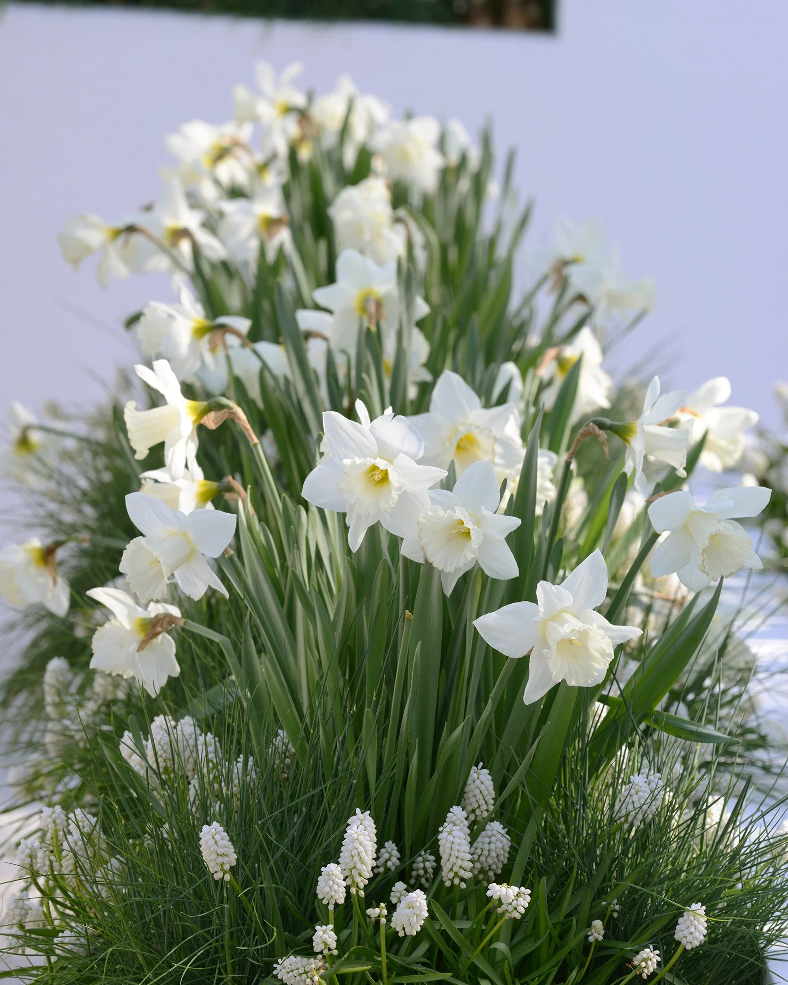 Narcissus 'Mount Hood' - Image 10